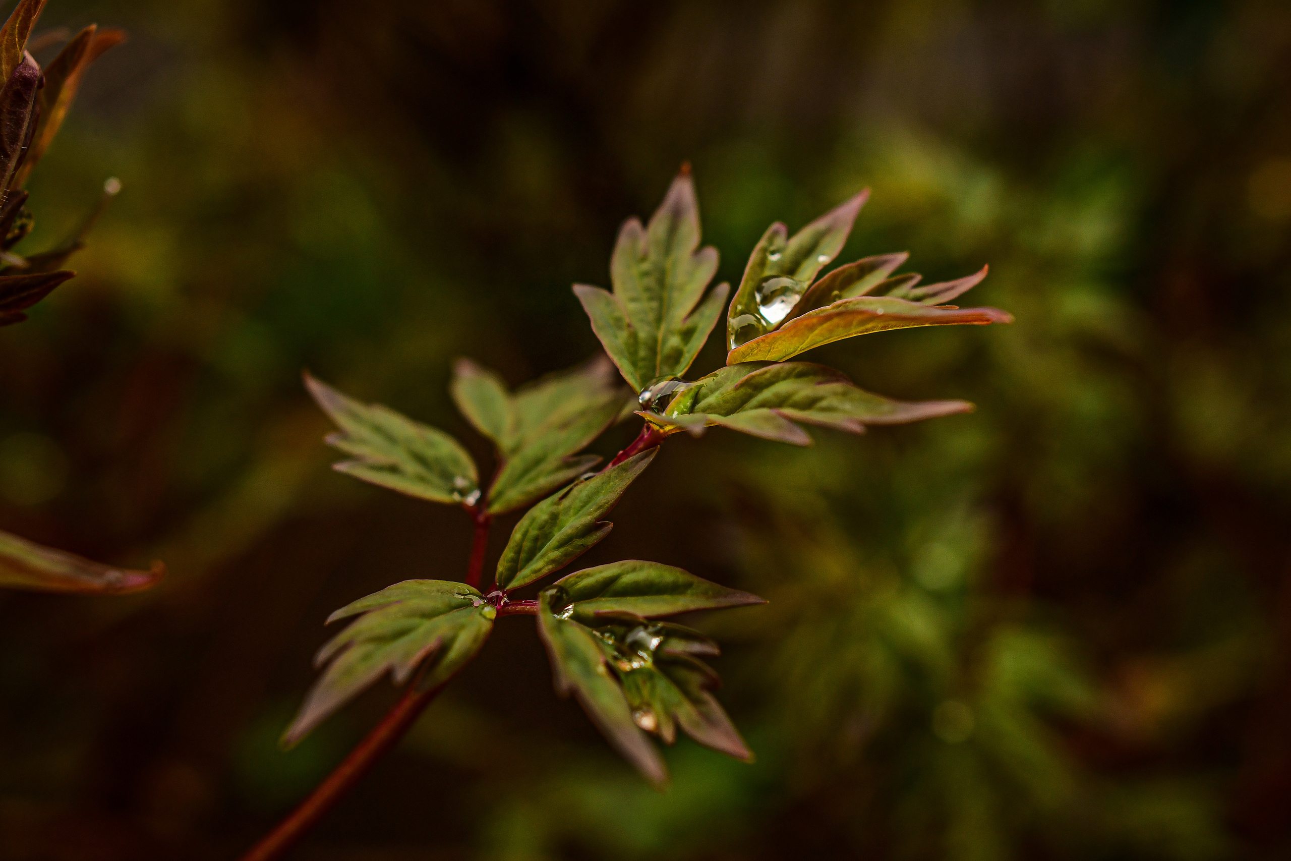 Природа. Семейный и свадебный фотограф в Донецке Донская Анастасия