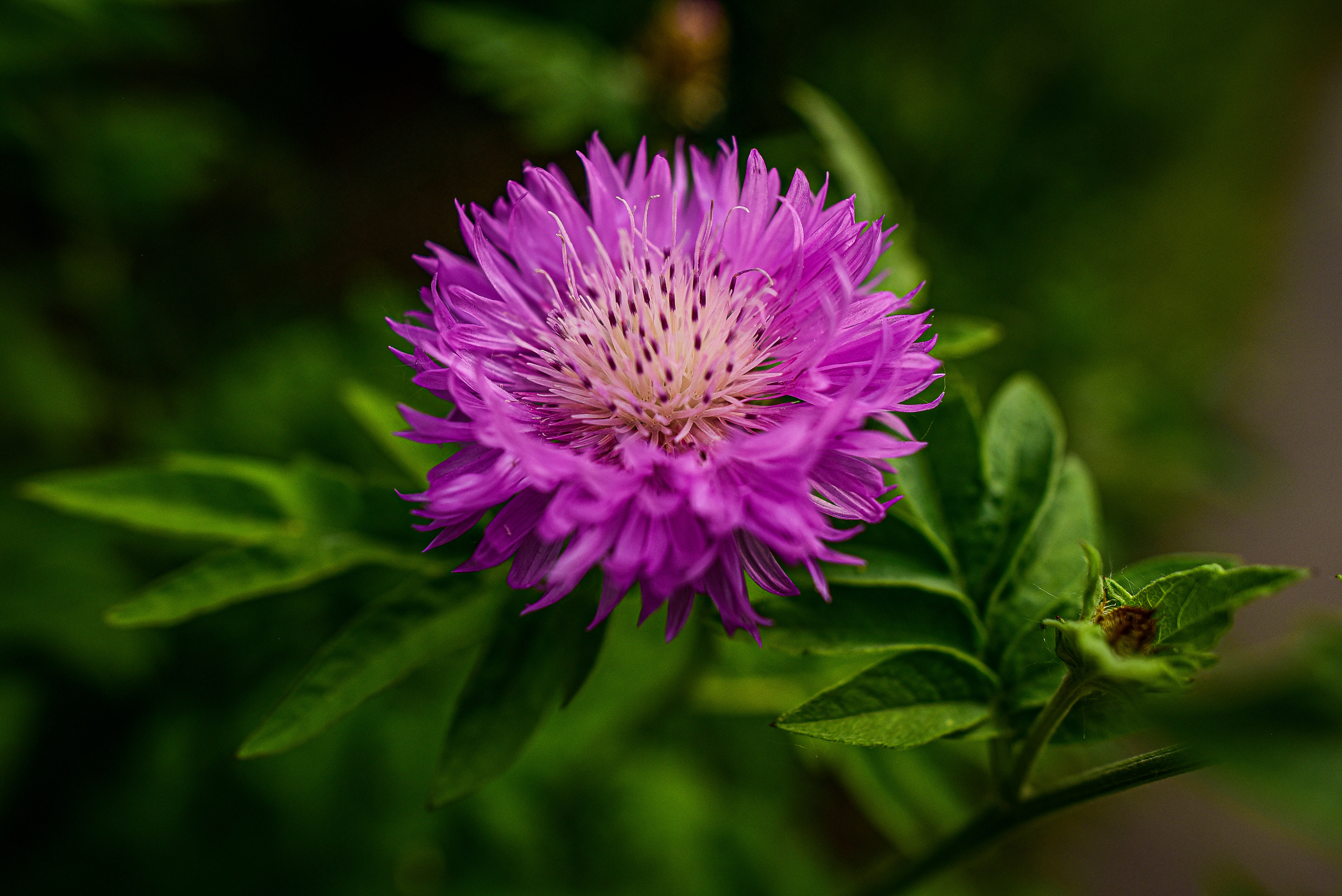 Природа. Семейный и свадебный фотограф в Донецке Донская Анастасия