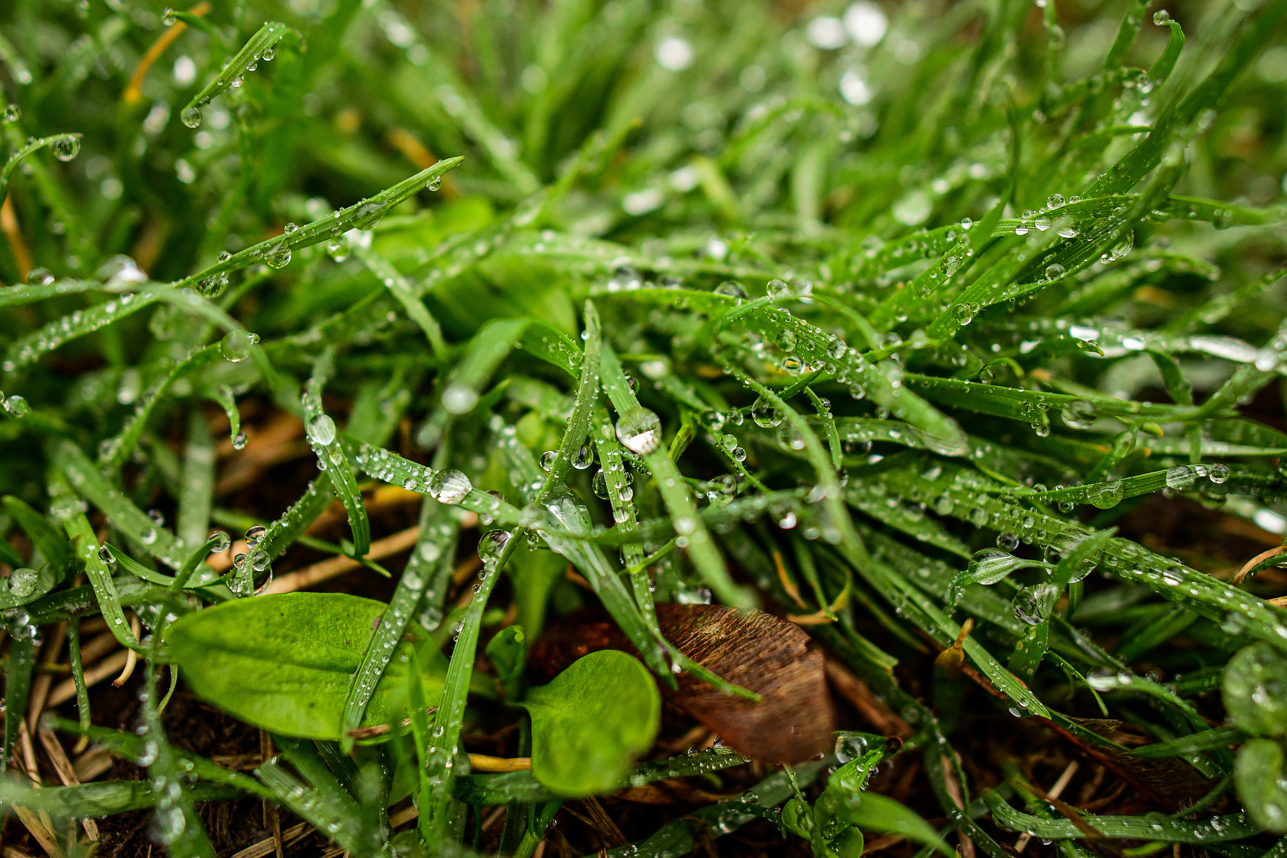 Природа. Семейный и свадебный фотограф в Донецке Донская Анастасия