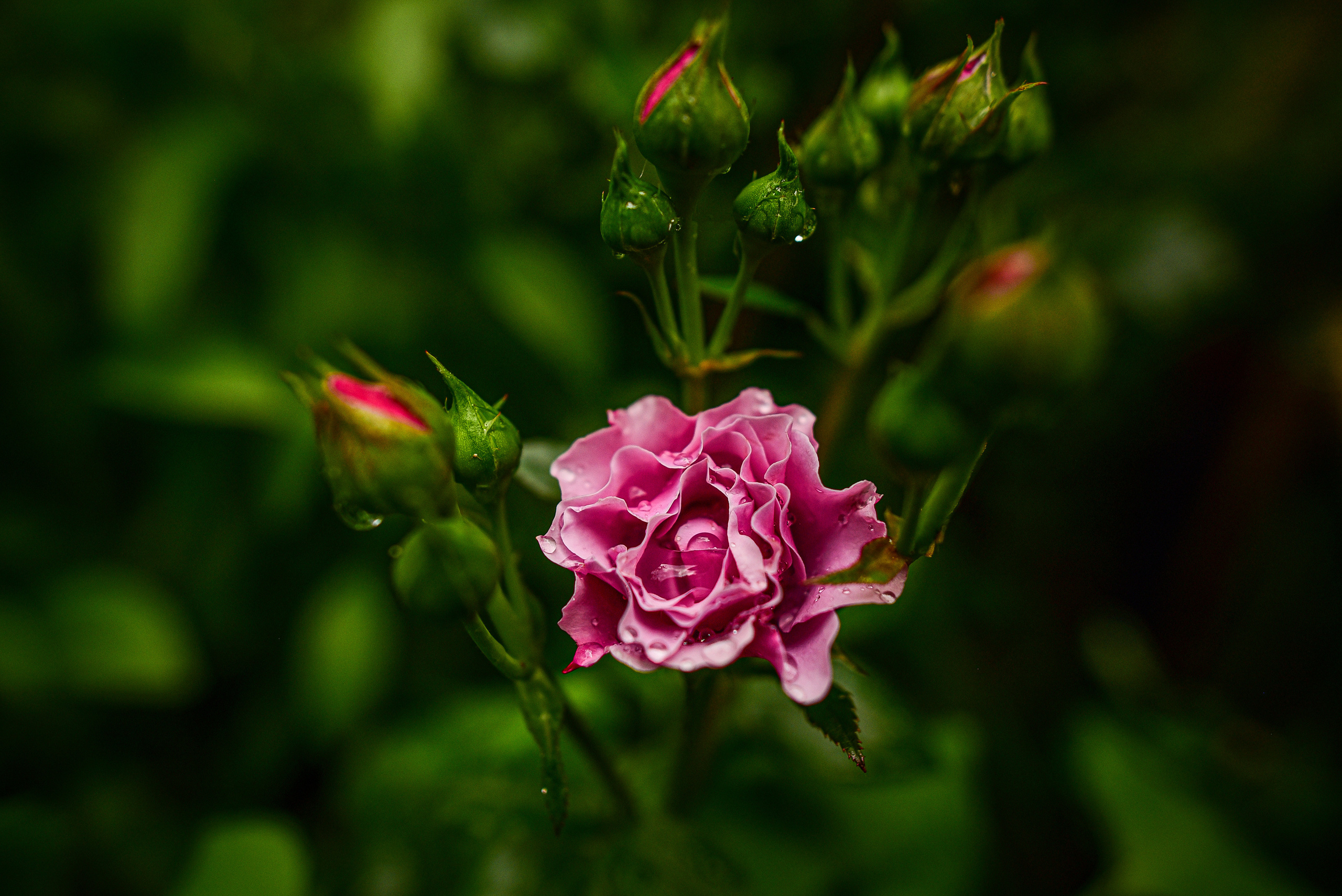 Природа. Семейный и свадебный фотограф в Донецке Донская Анастасия