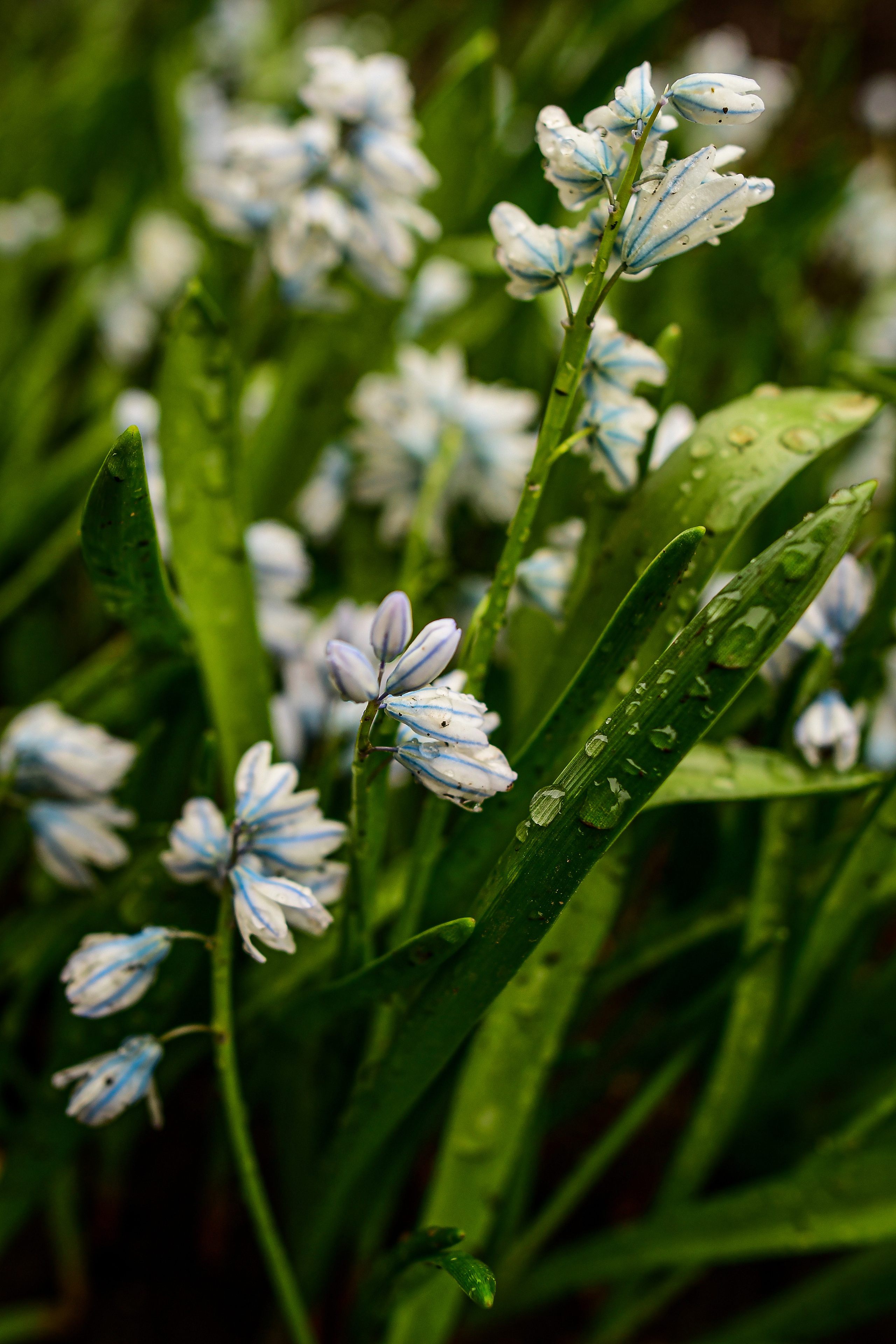 Природа. Семейный и свадебный фотограф в Донецке Донская Анастасия