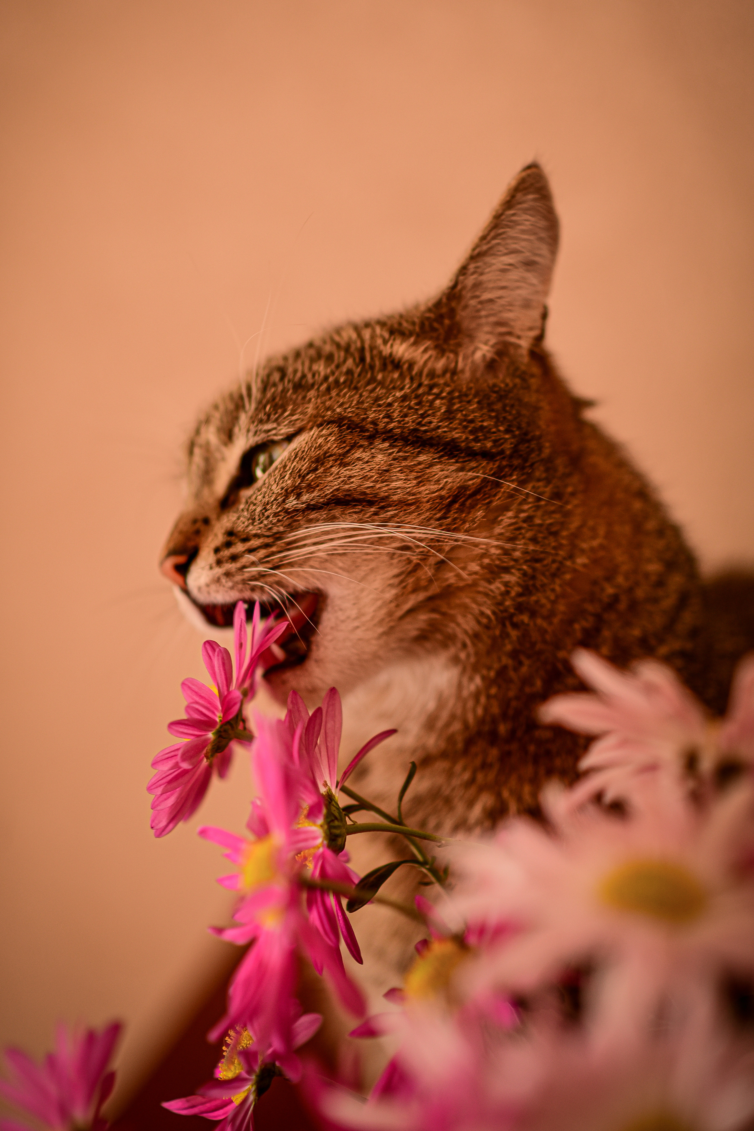 Животные. Семейный и свадебный фотограф в Донецке Донская Анастасия