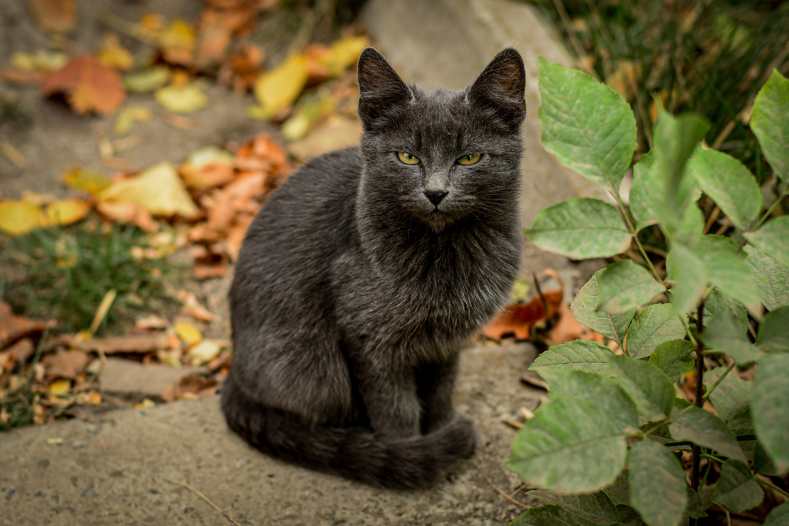 Животные. Семейный и свадебный фотограф в Донецке Донская Анастасия