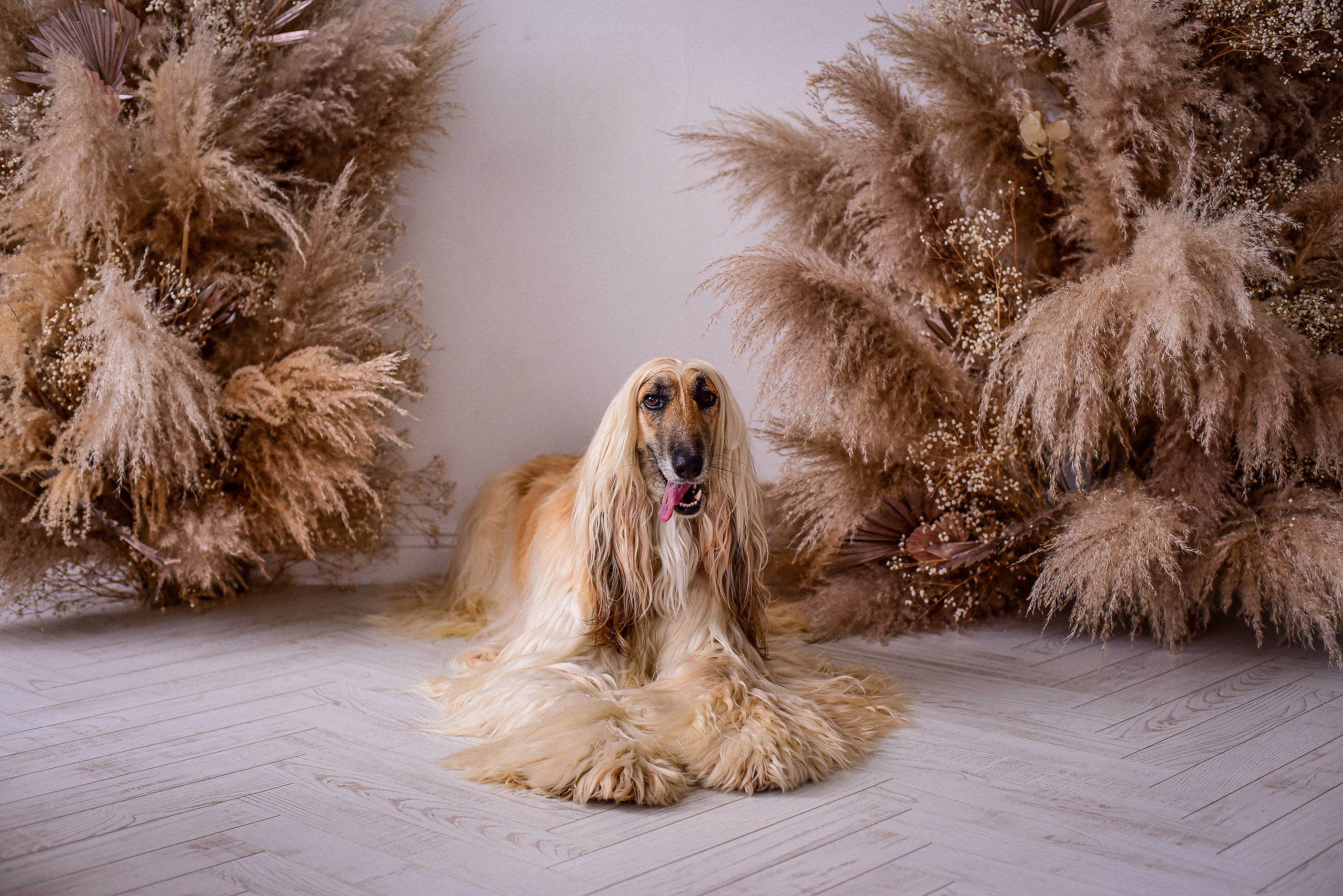 Животные. Семейный и свадебный фотограф в Донецке Донская Анастасия