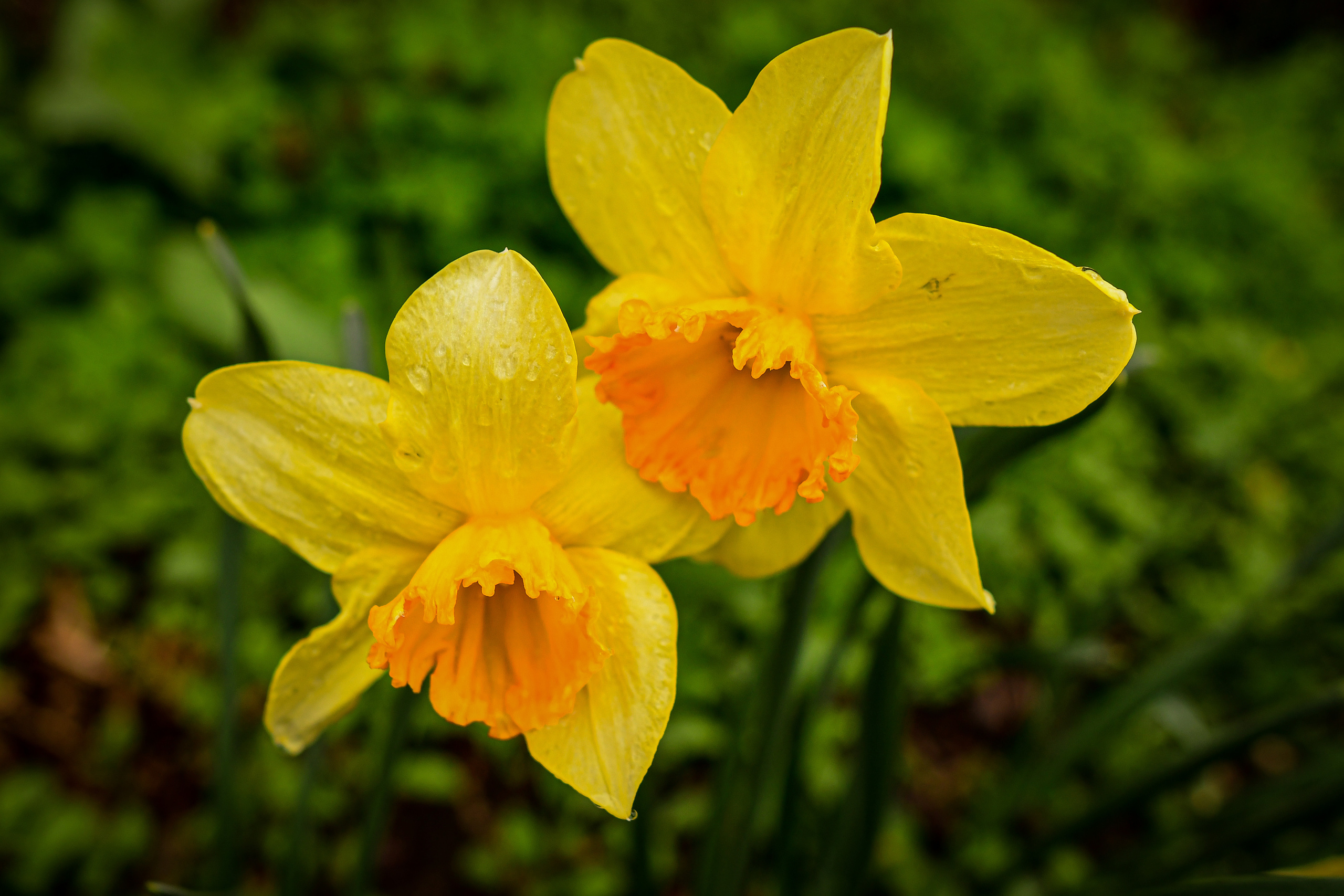 Природа. Семейный и свадебный фотограф в Донецке Донская Анастасия