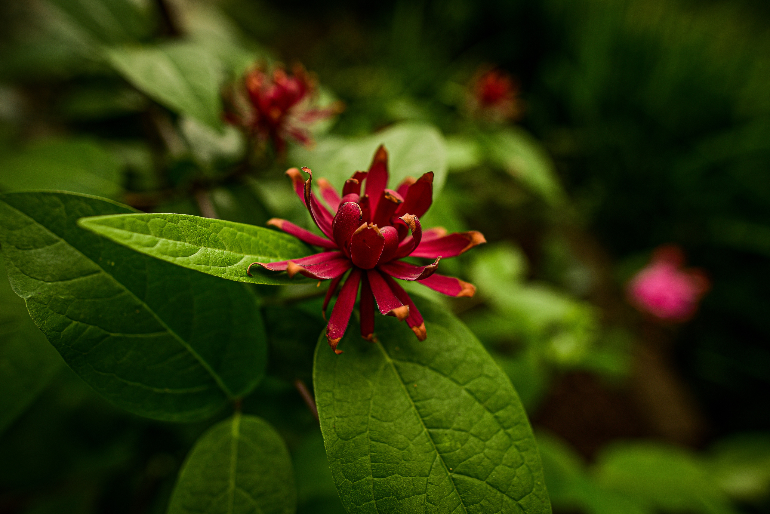 Природа. Семейный и свадебный фотограф в Донецке Донская Анастасия