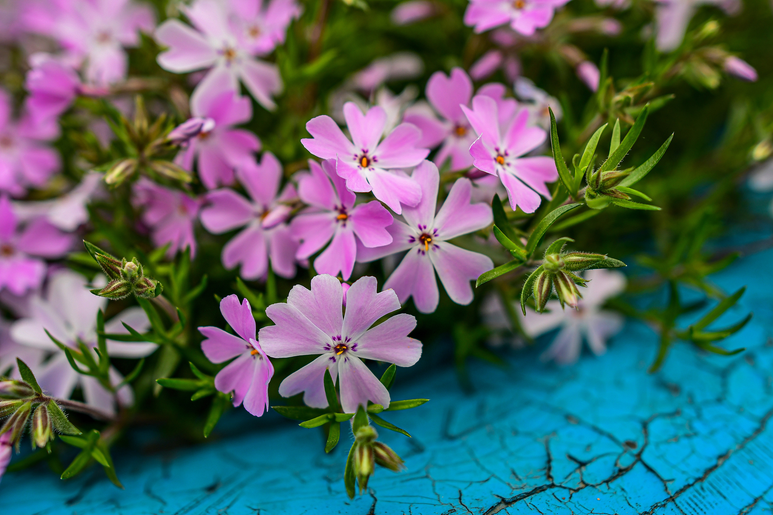 Природа. Семейный и свадебный фотограф в Донецке Донская Анастасия