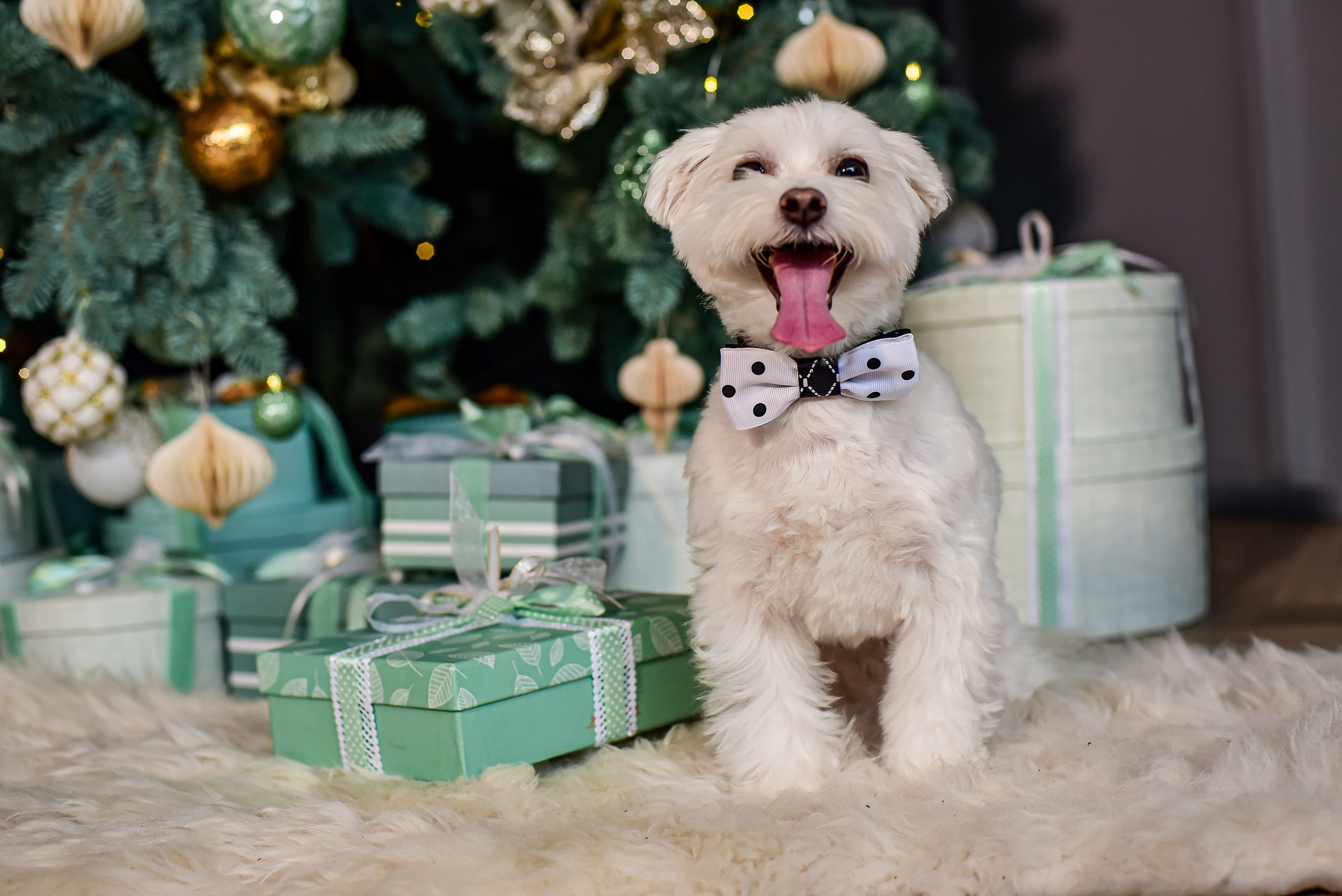 Животные. Семейный и свадебный фотограф в Донецке Донская Анастасия