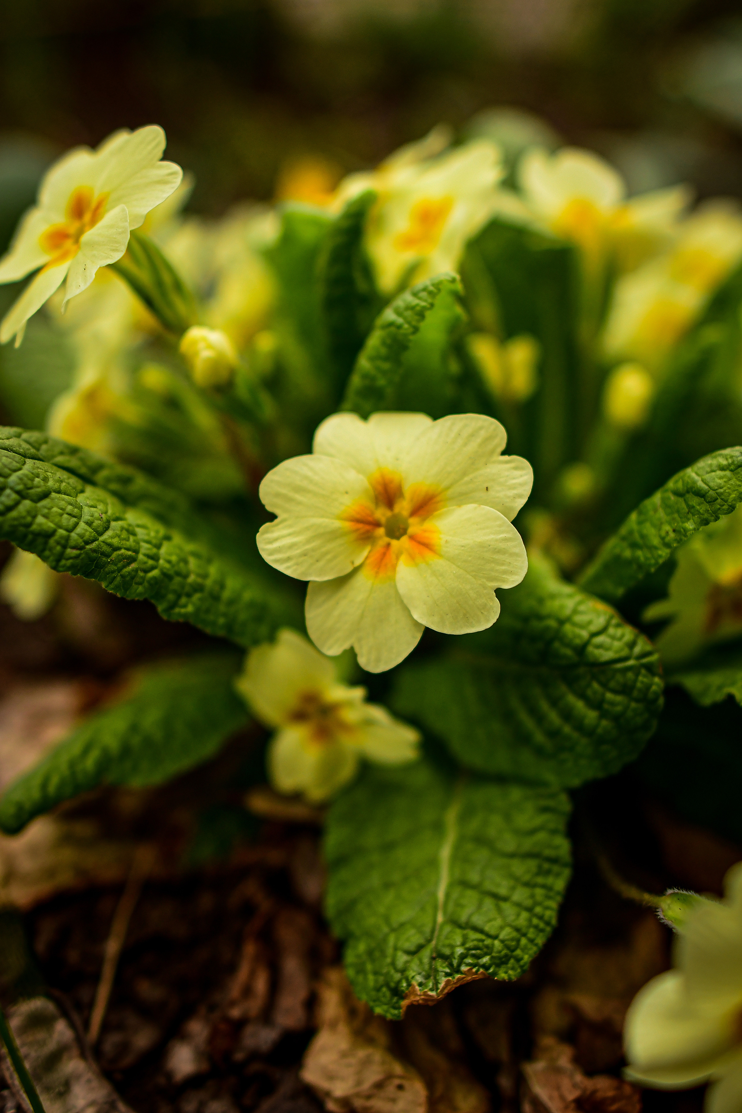 Природа. Семейный и свадебный фотограф в Донецке Донская Анастасия