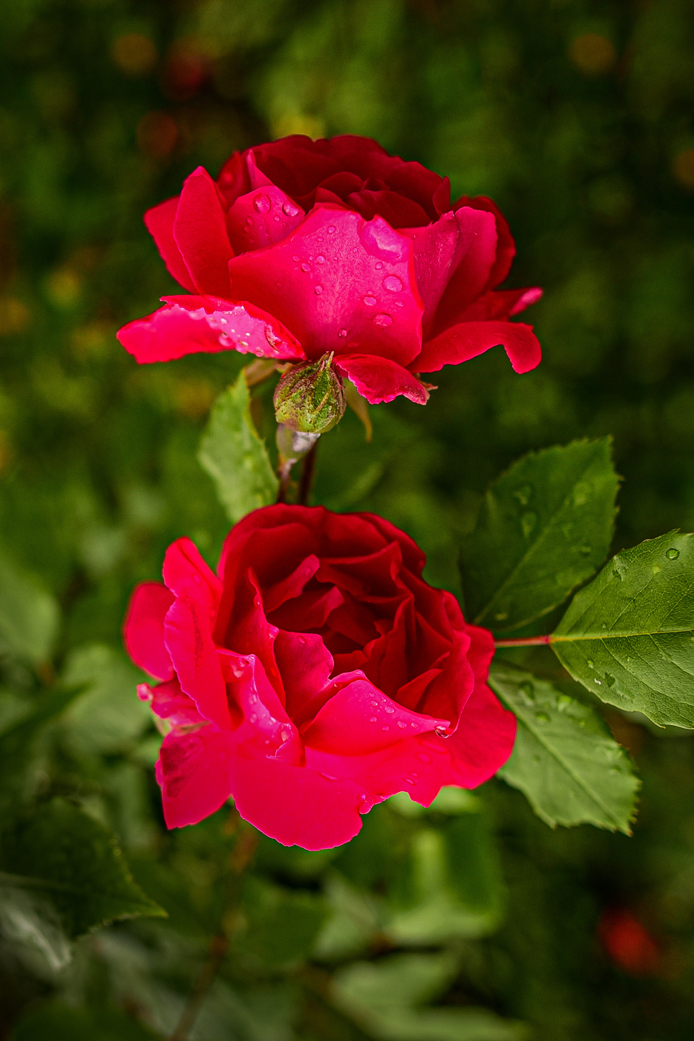 Природа. Семейный и свадебный фотограф в Донецке Донская Анастасия