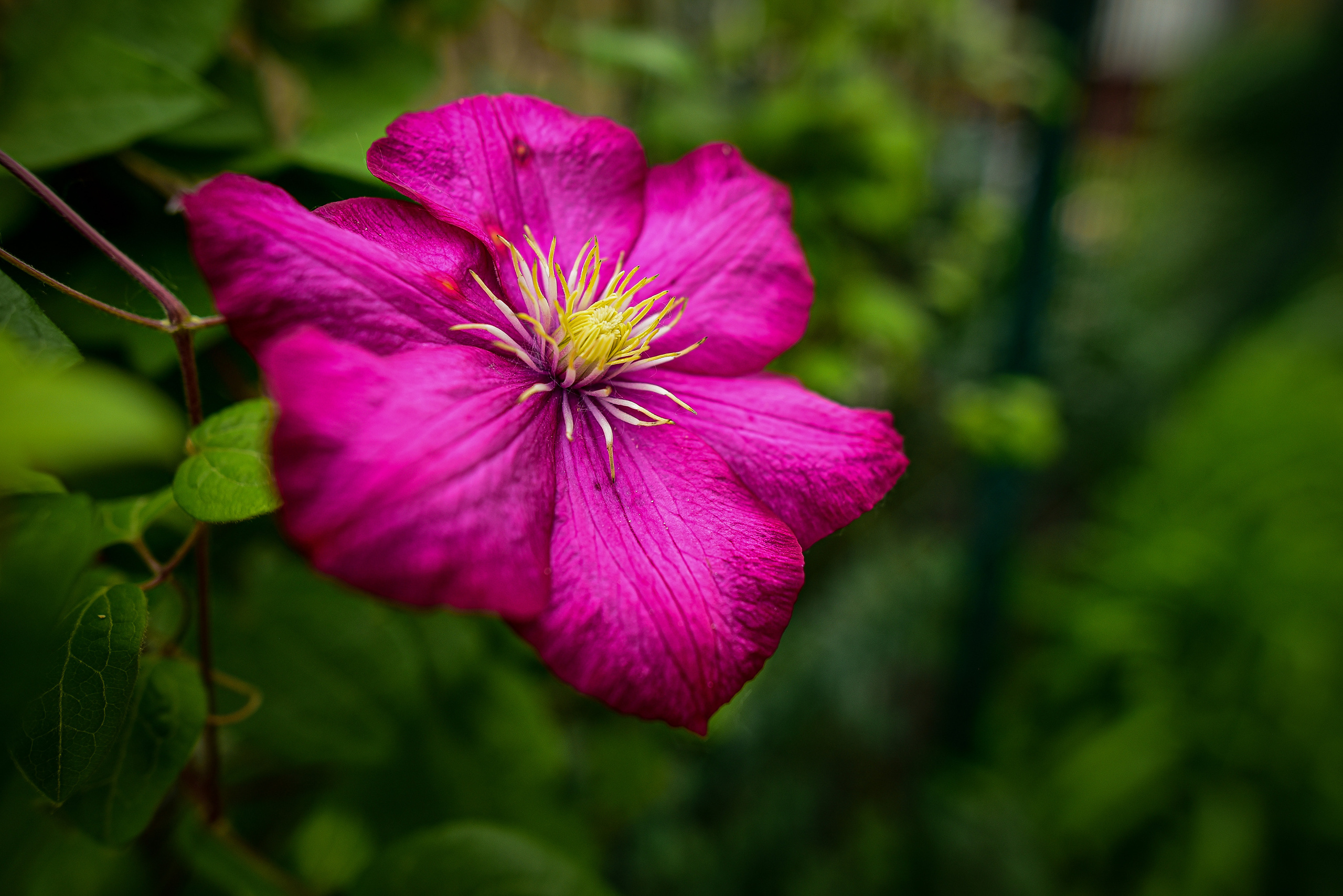 Природа. Семейный и свадебный фотограф в Донецке Донская Анастасия