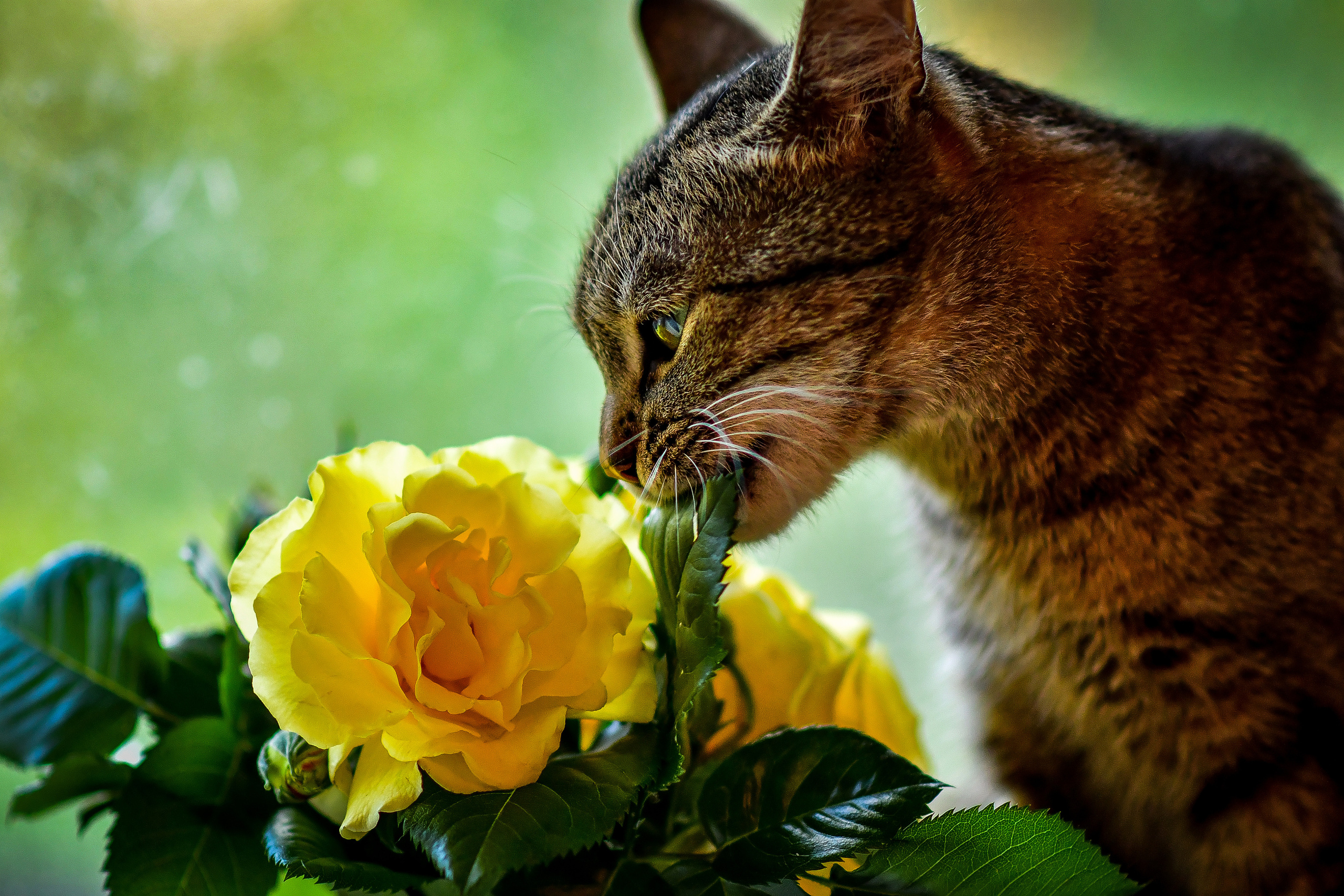 Животные. Семейный и свадебный фотограф в Донецке Донская Анастасия