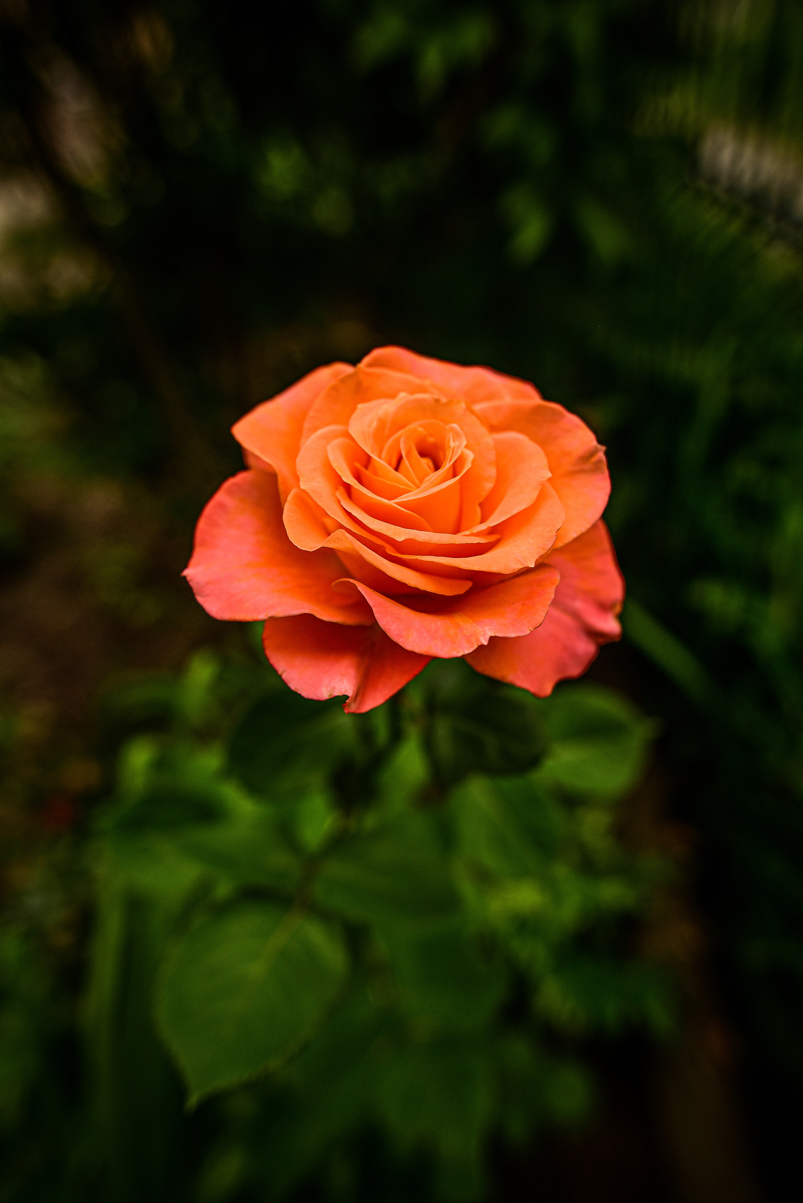 Природа. Семейный и свадебный фотограф в Донецке Донская Анастасия