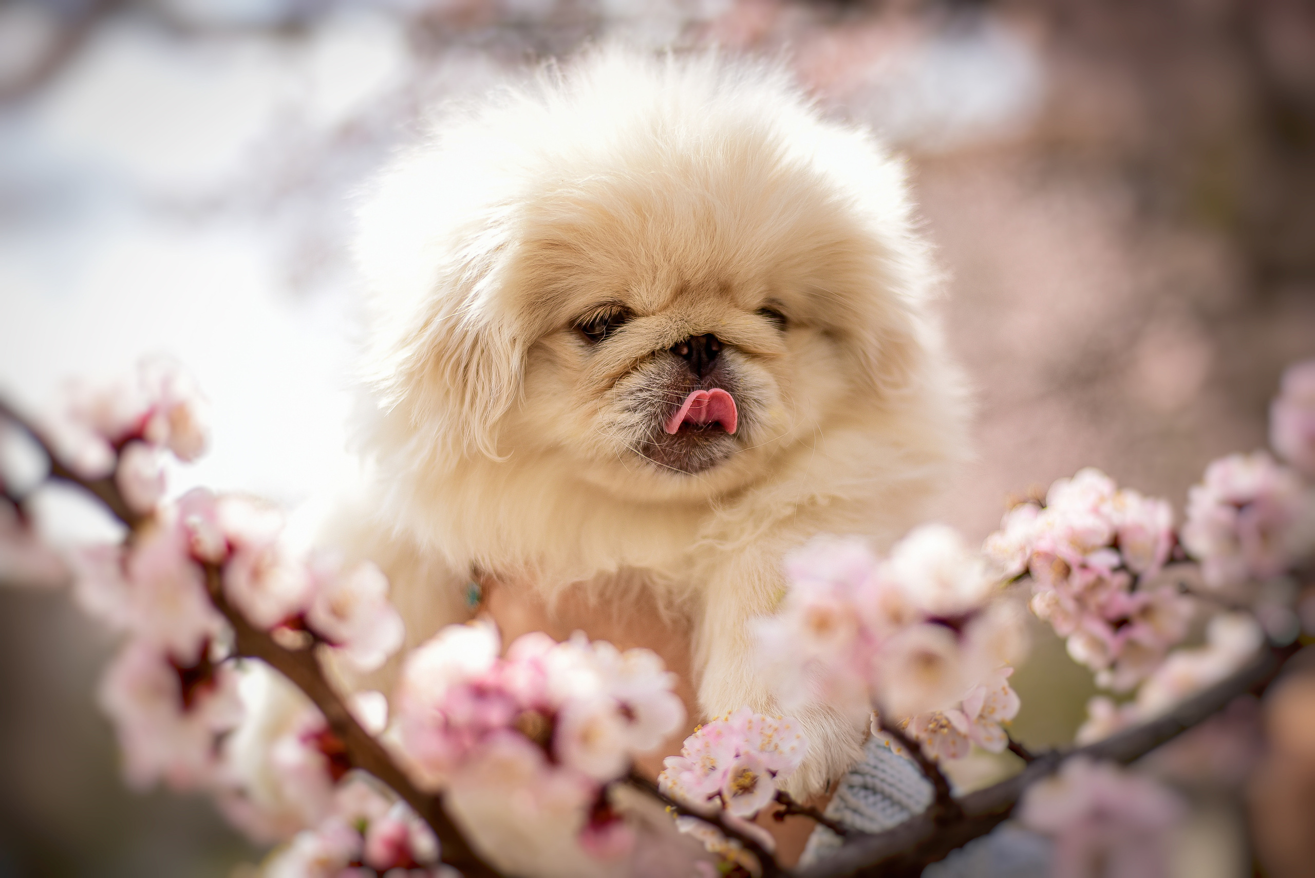 Животные. Семейный и свадебный фотограф в Донецке Донская Анастасия