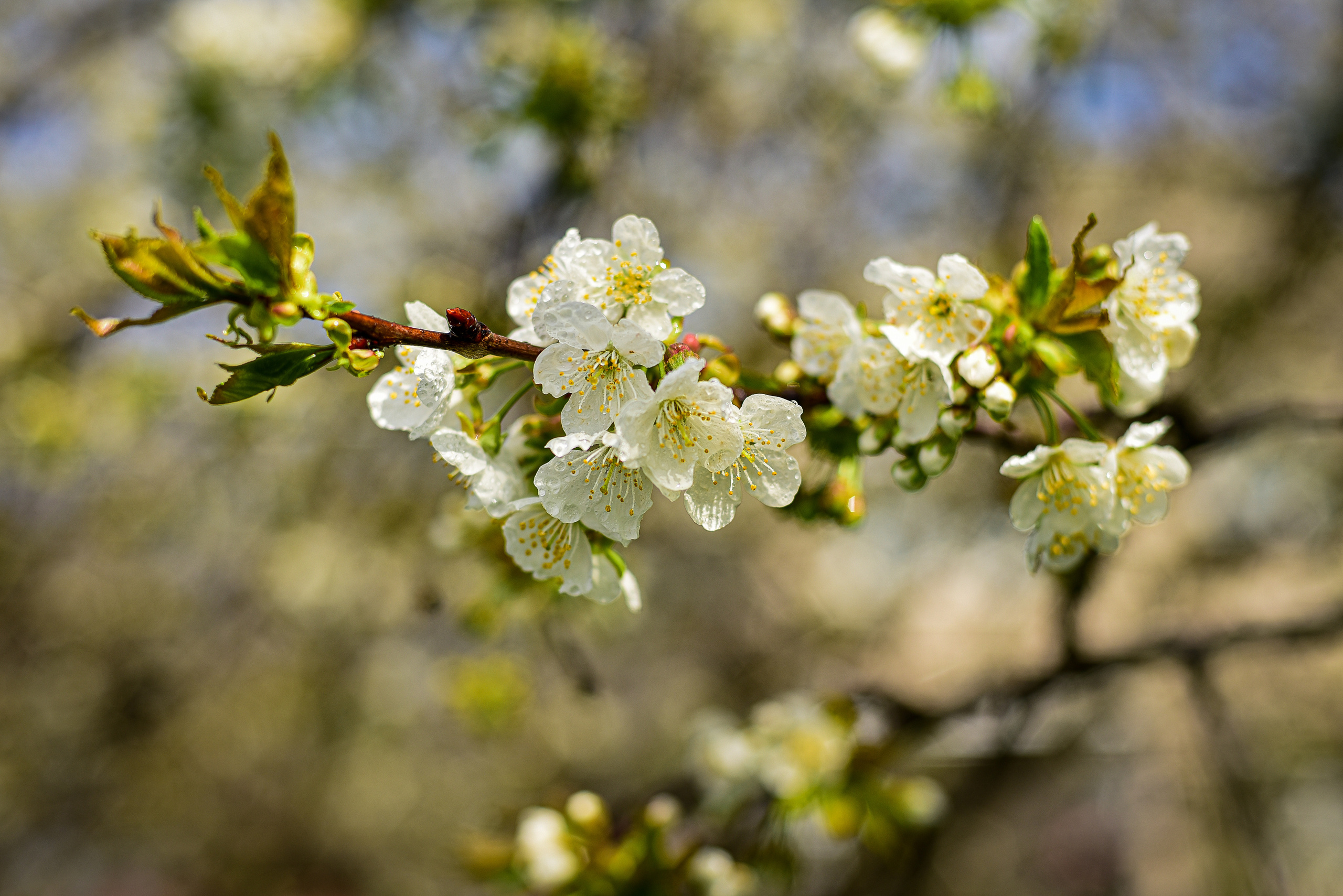 Природа. Семейный и свадебный фотограф в Донецке Донская Анастасия