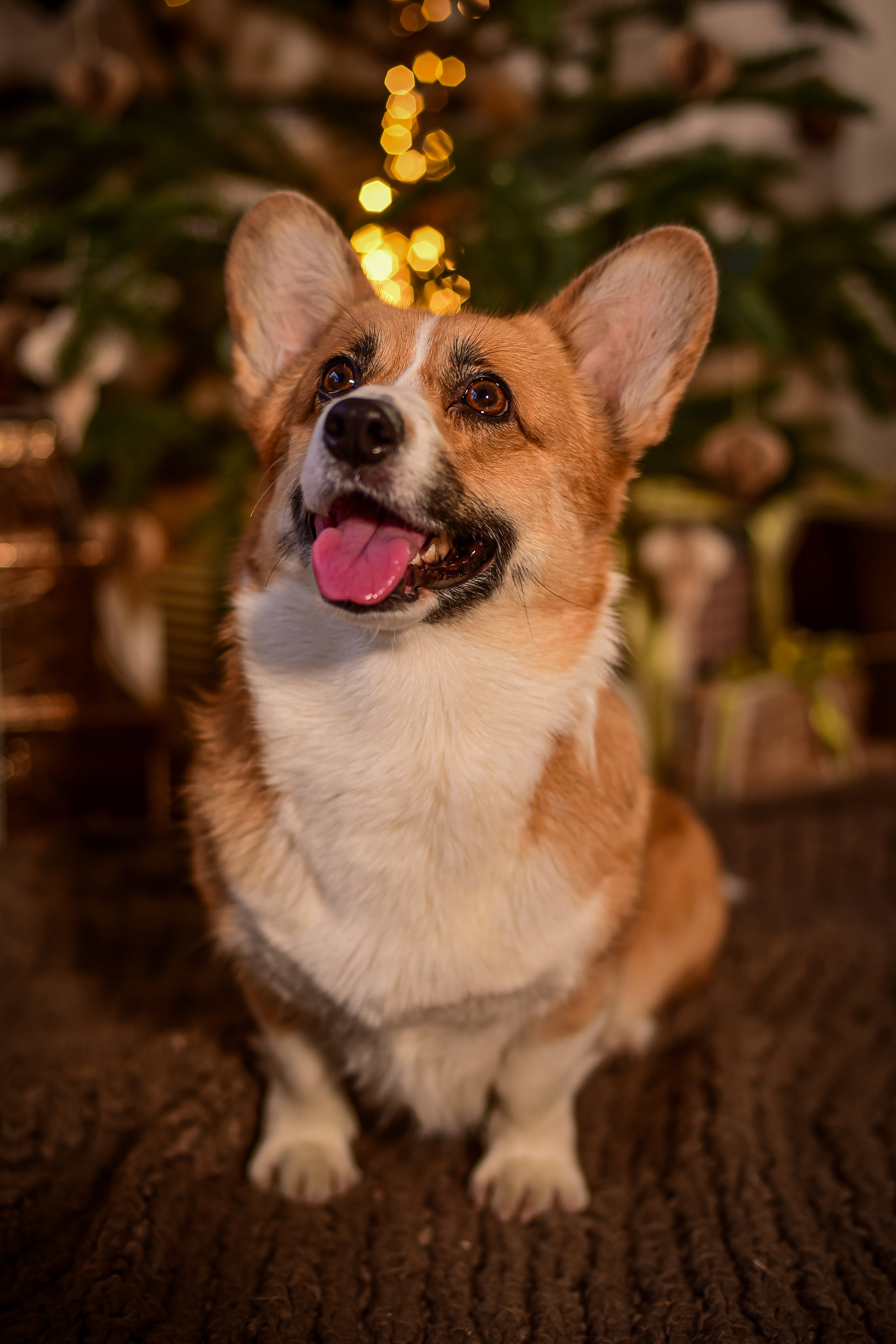Животные. Семейный и свадебный фотограф в Донецке Донская Анастасия