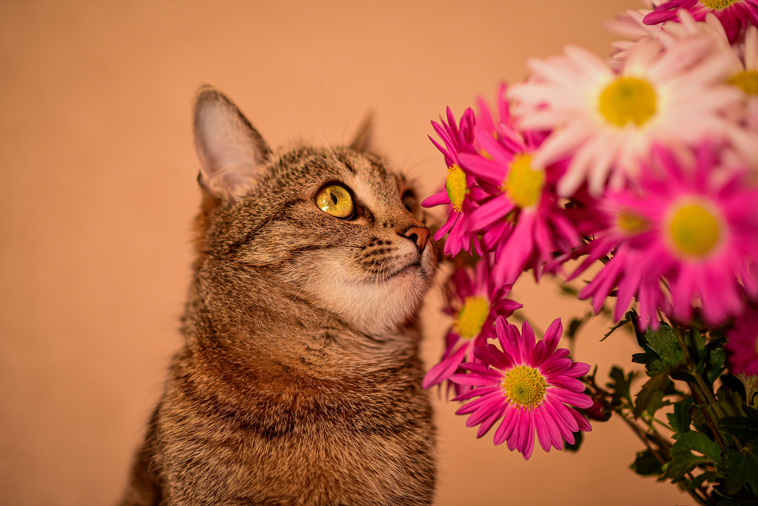 Животные. Семейный и свадебный фотограф в Донецке Донская Анастасия