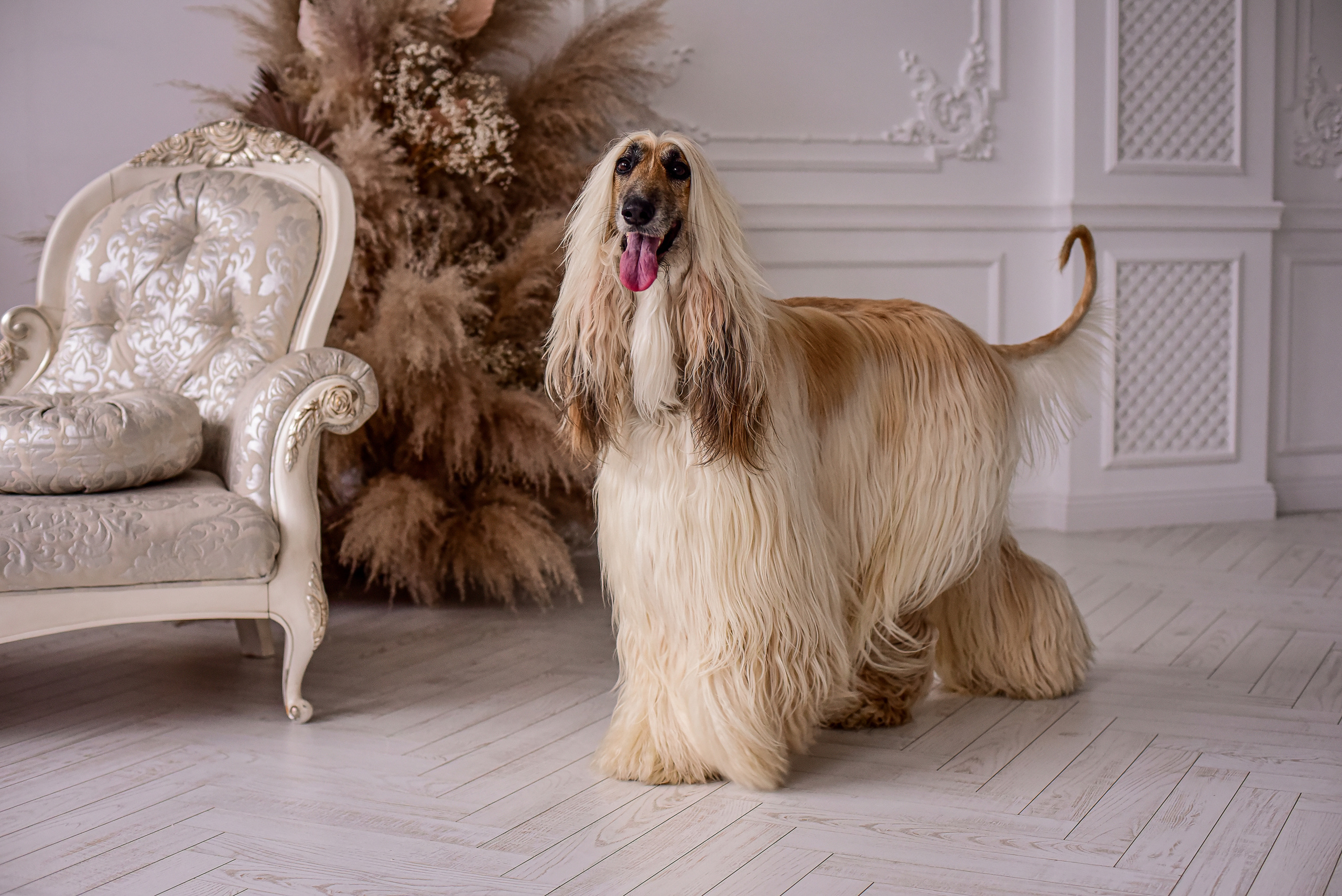 Животные. Семейный и свадебный фотограф в Донецке Донская Анастасия