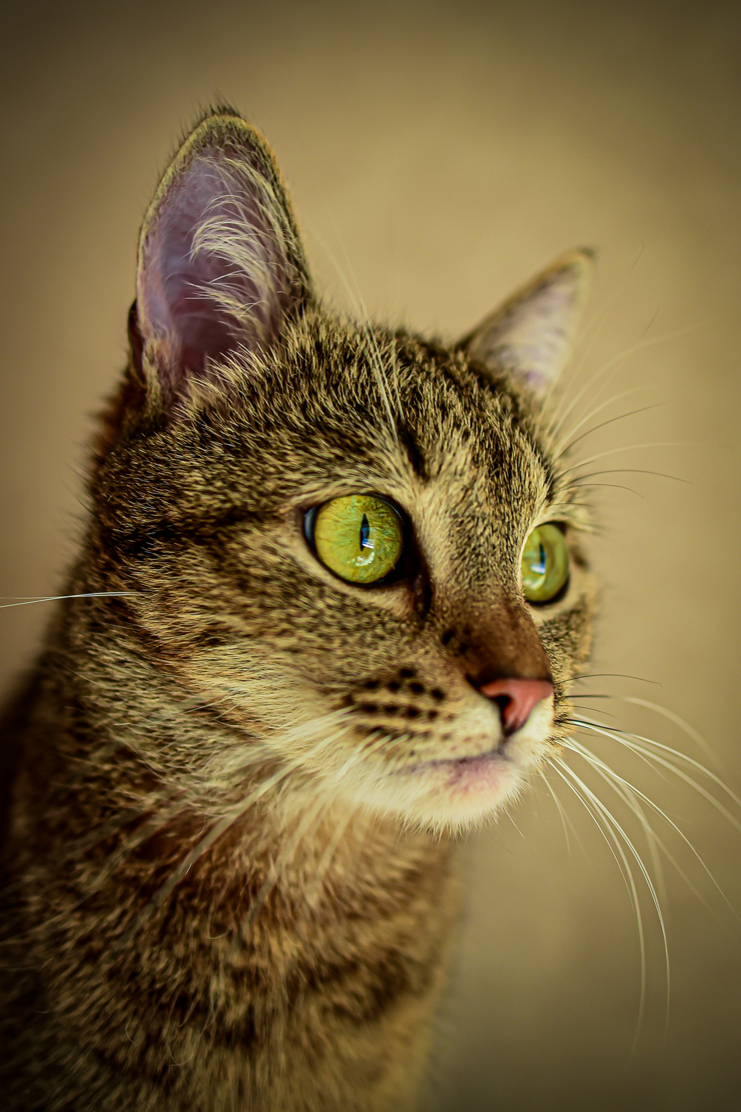 Животные. Семейный и свадебный фотограф в Донецке Донская Анастасия