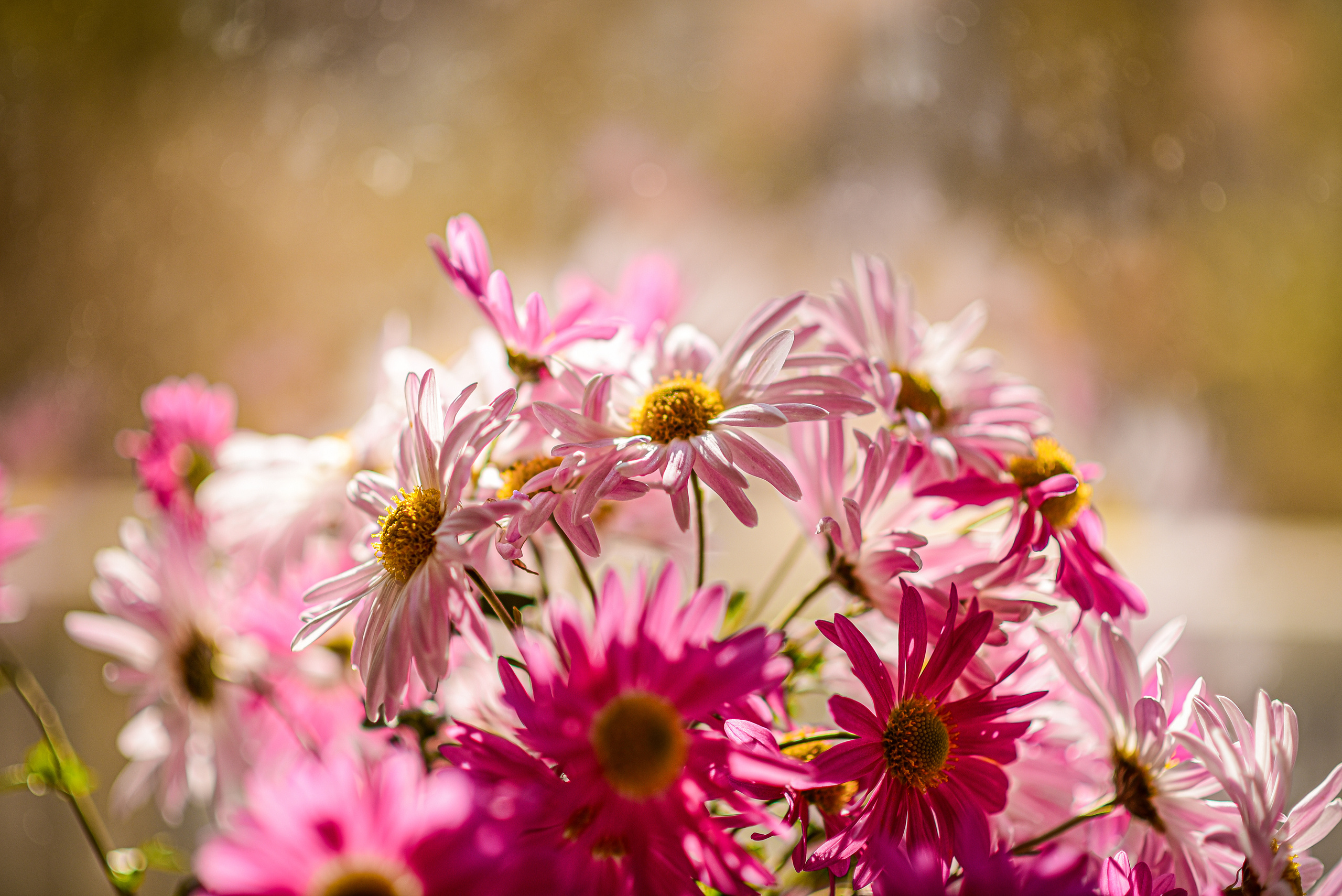 Природа. Семейный и свадебный фотограф в Донецке Донская Анастасия