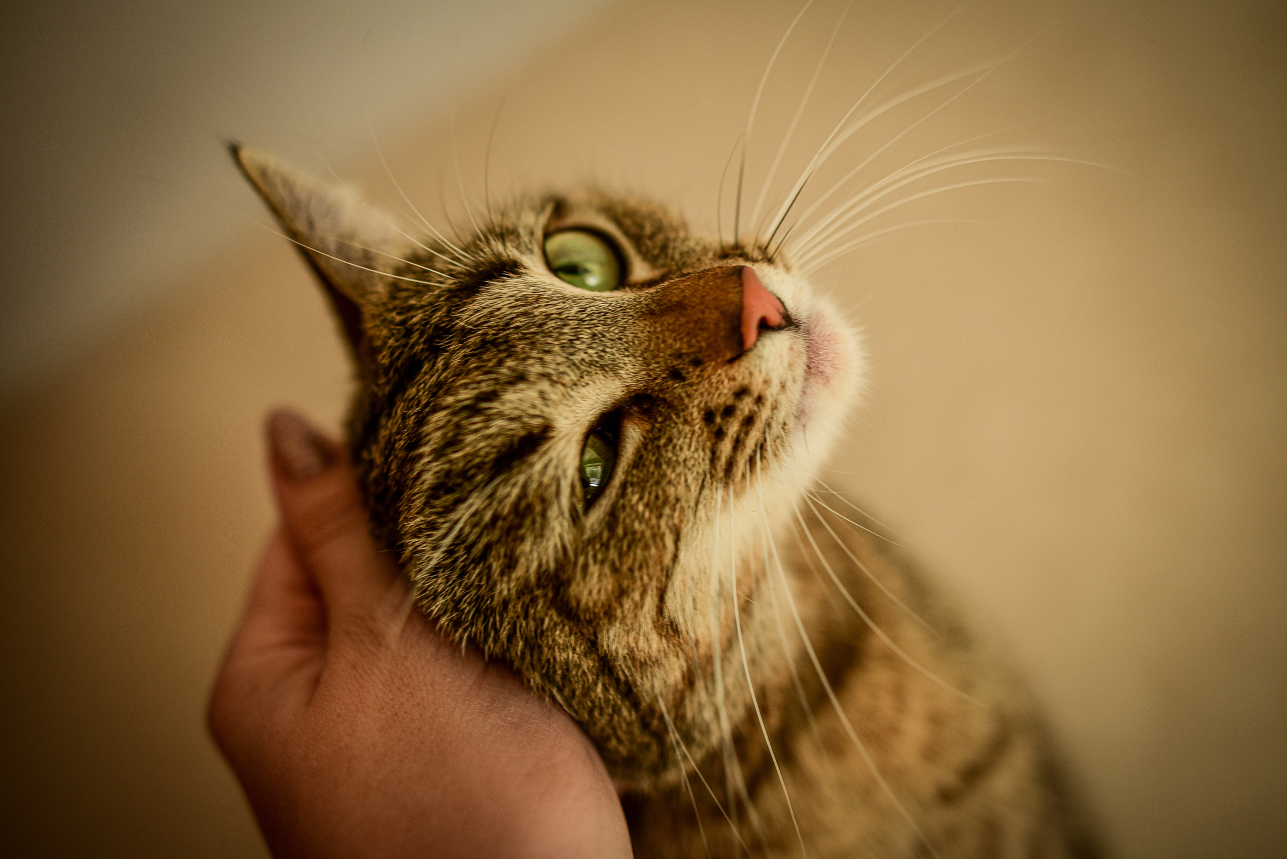 Животные. Семейный и свадебный фотограф в Донецке Донская Анастасия