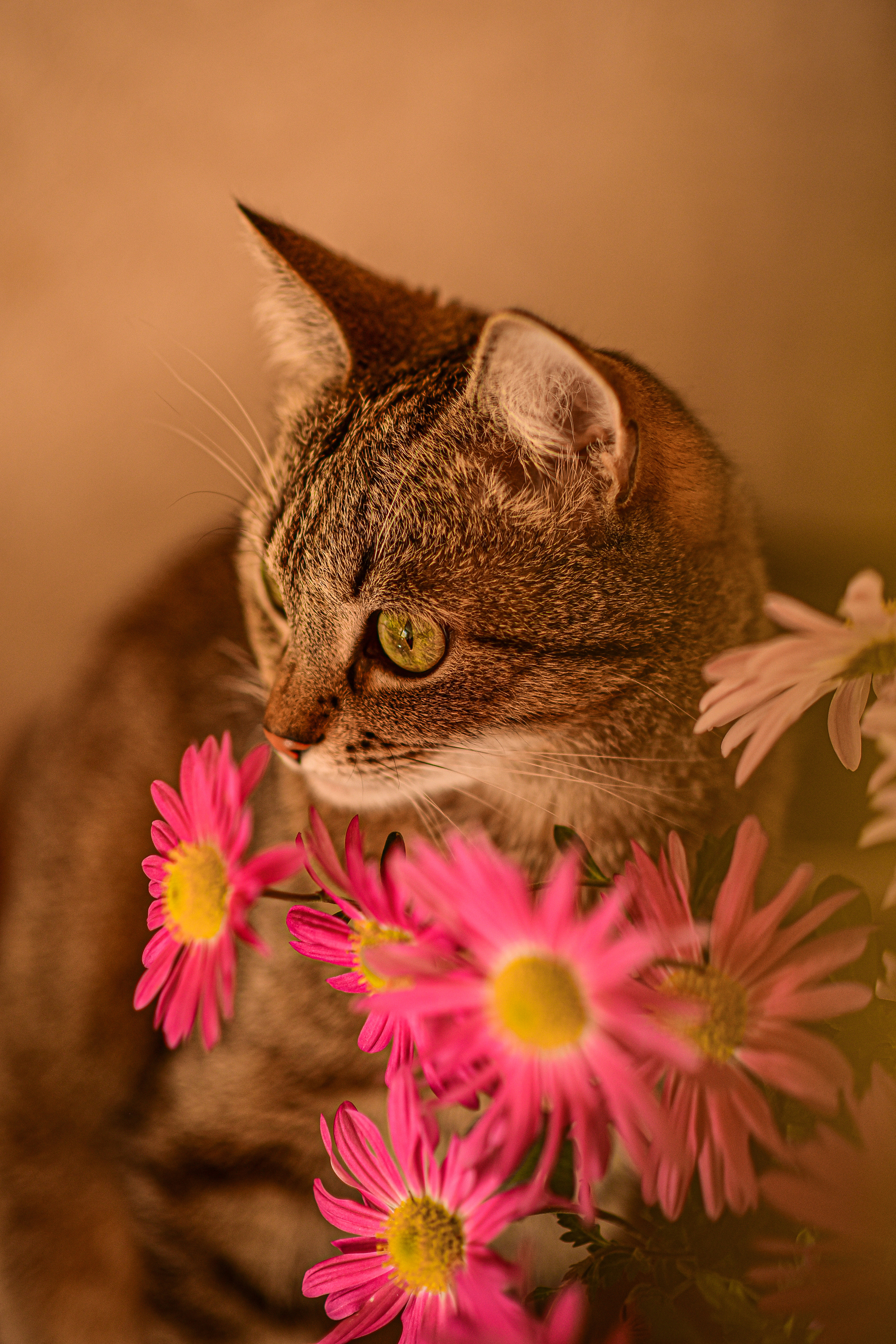Животные. Семейный и свадебный фотограф в Донецке Донская Анастасия