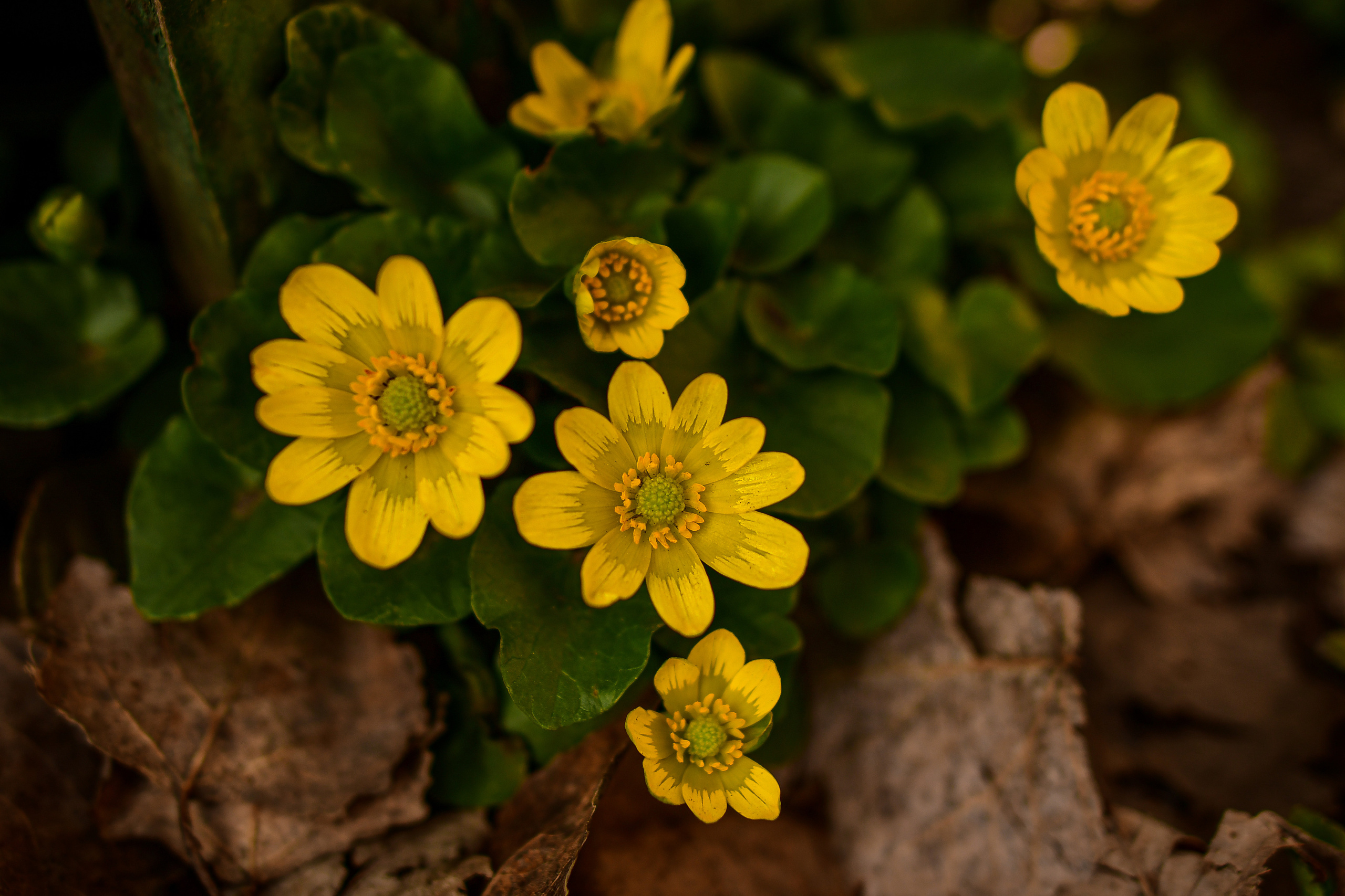 Природа. Семейный и свадебный фотограф в Донецке Донская Анастасия