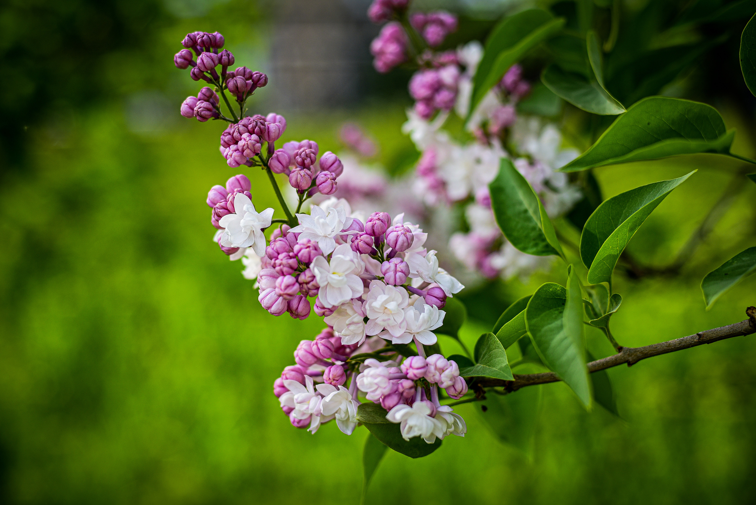 Природа. Семейный и свадебный фотограф в Донецке Донская Анастасия