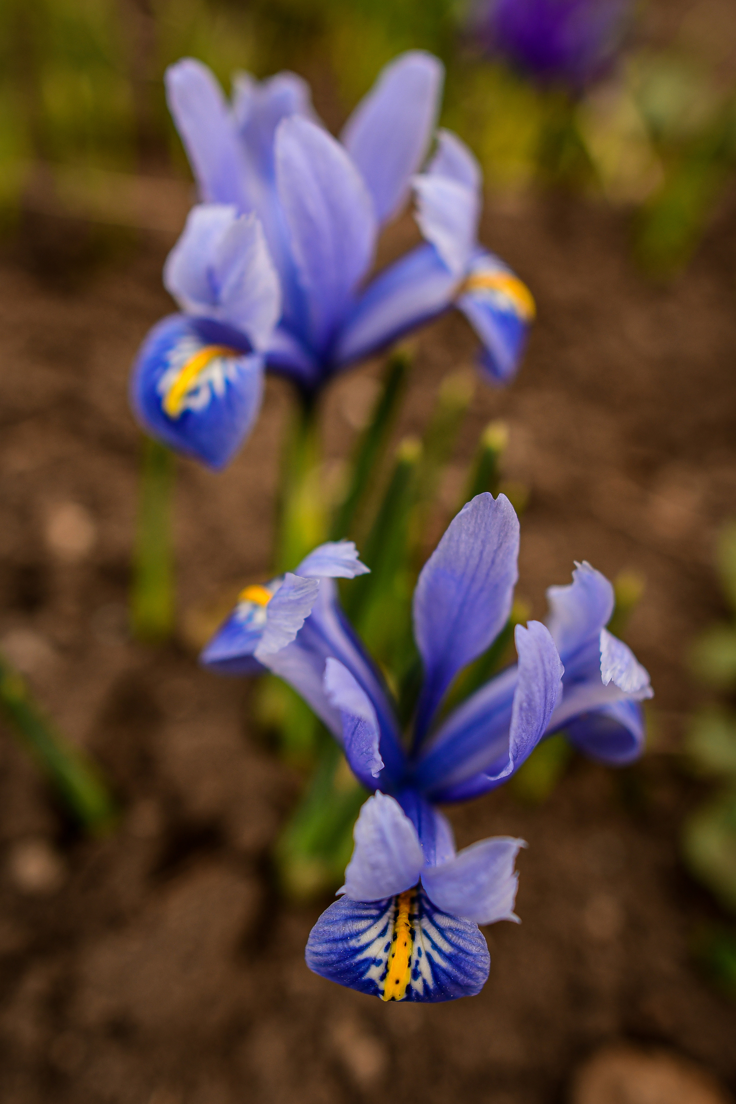Природа. Семейный и свадебный фотограф в Донецке Донская Анастасия