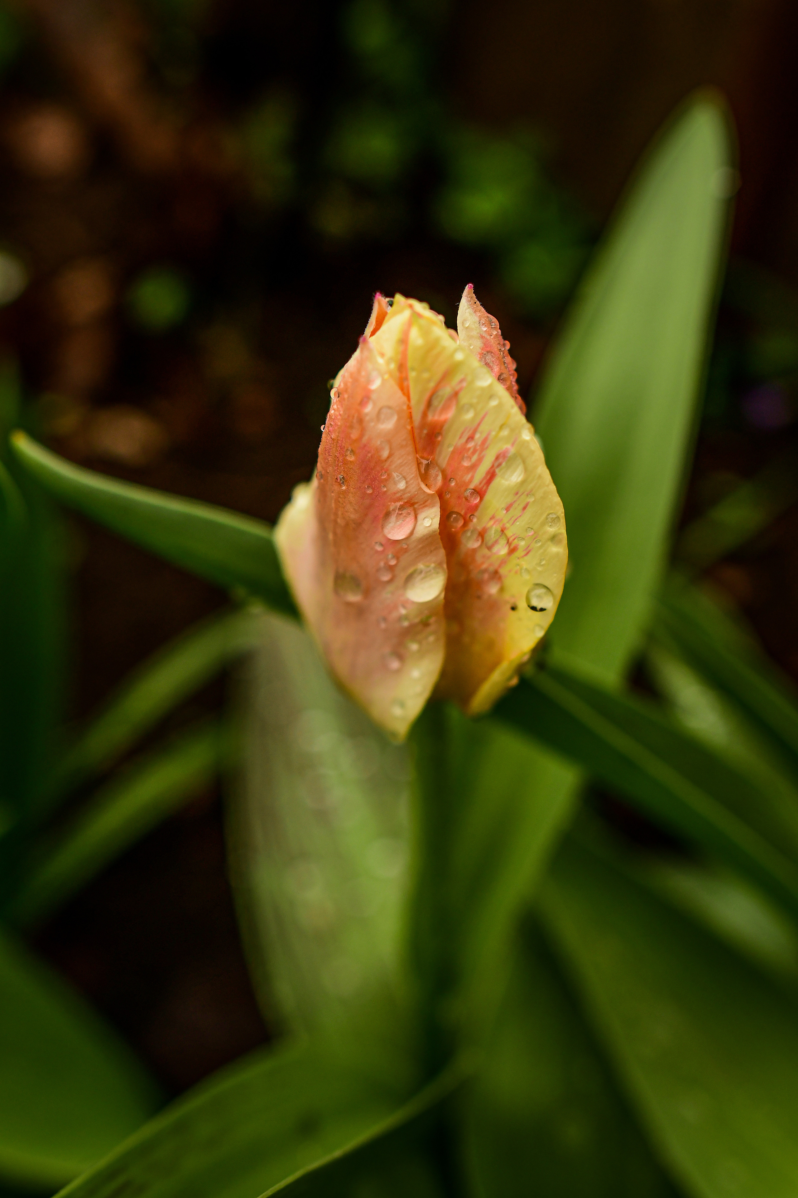 Природа. Семейный и свадебный фотограф в Донецке Донская Анастасия