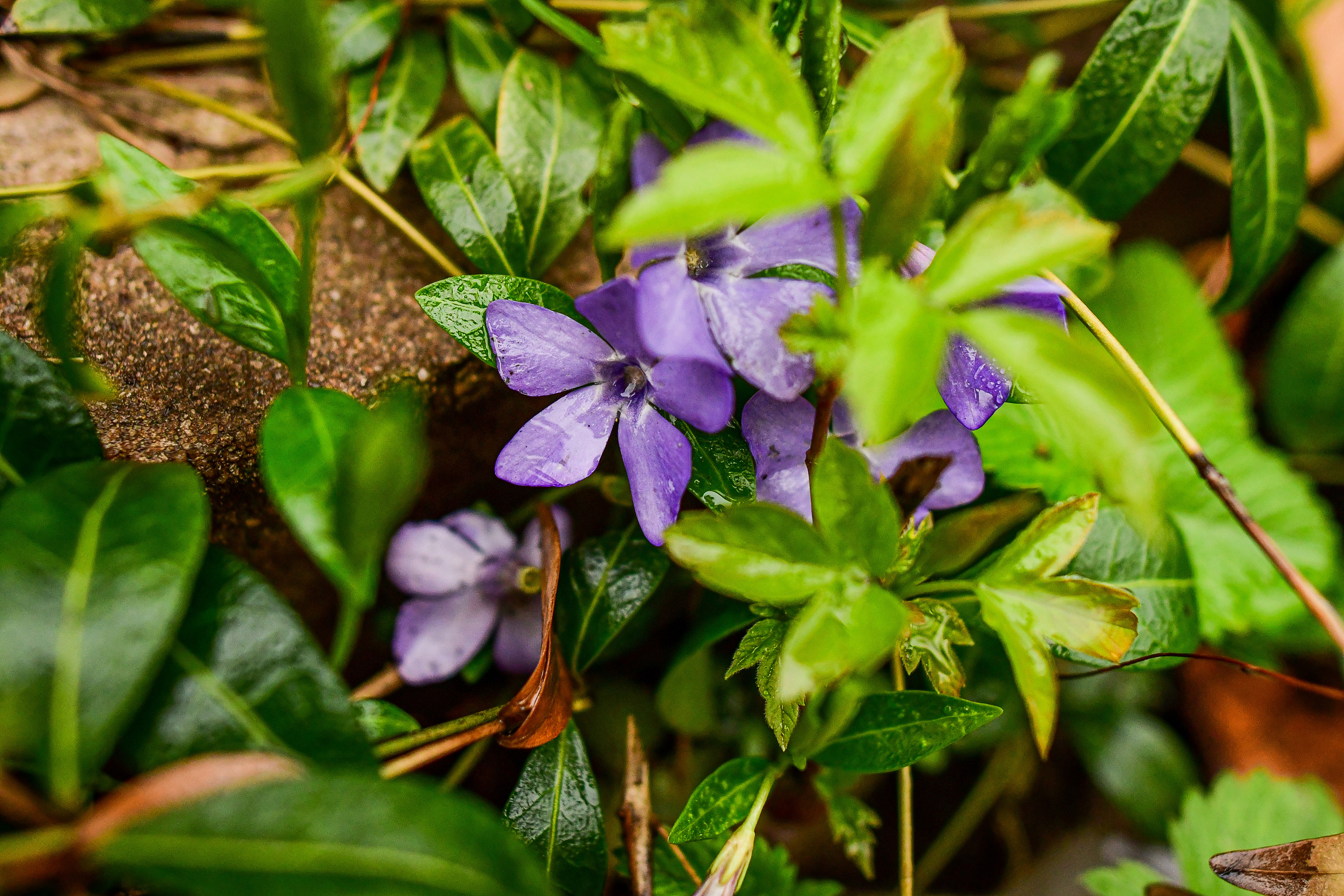 Природа. Семейный и свадебный фотограф в Донецке Донская Анастасия