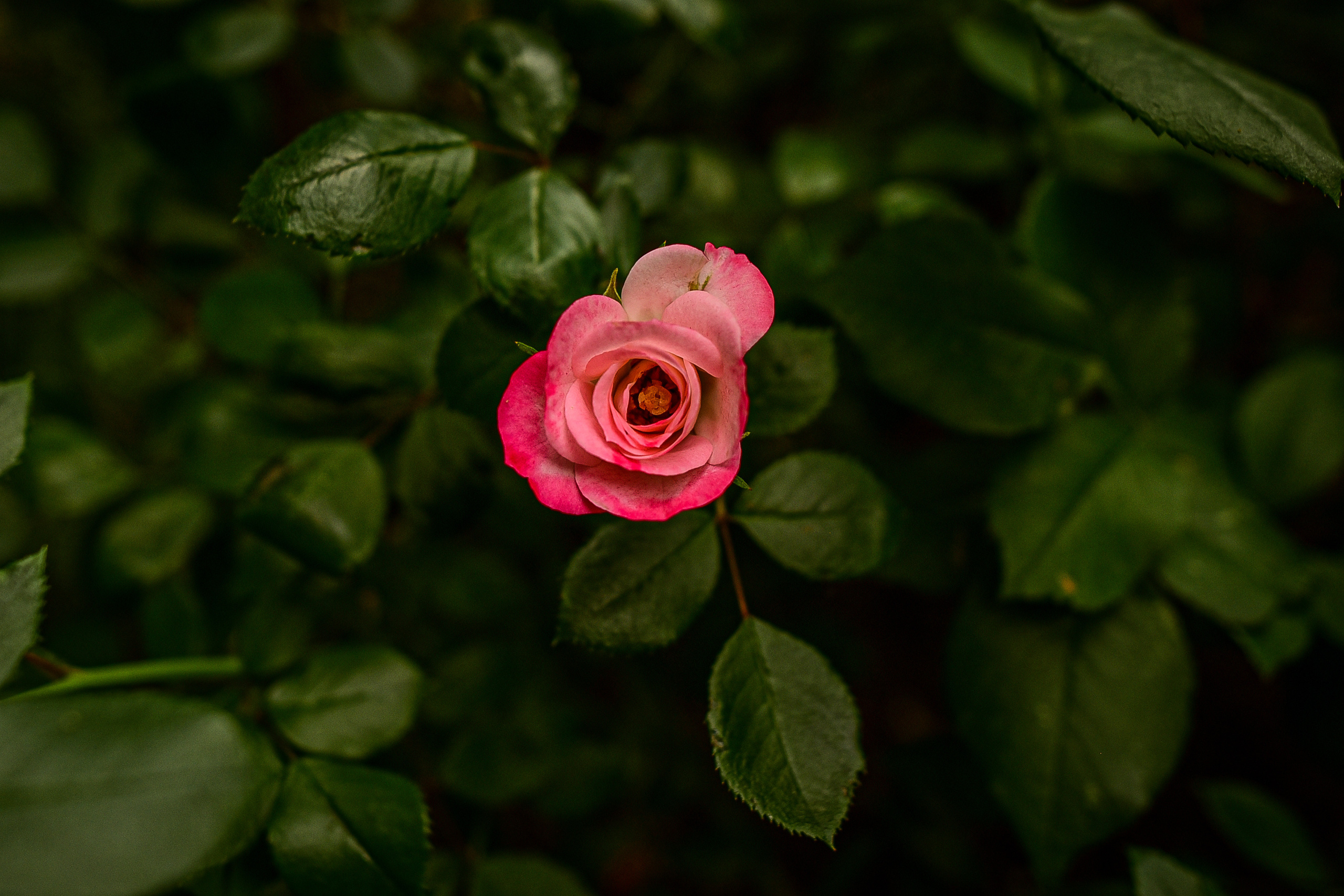 Природа. Семейный и свадебный фотограф в Донецке Донская Анастасия
