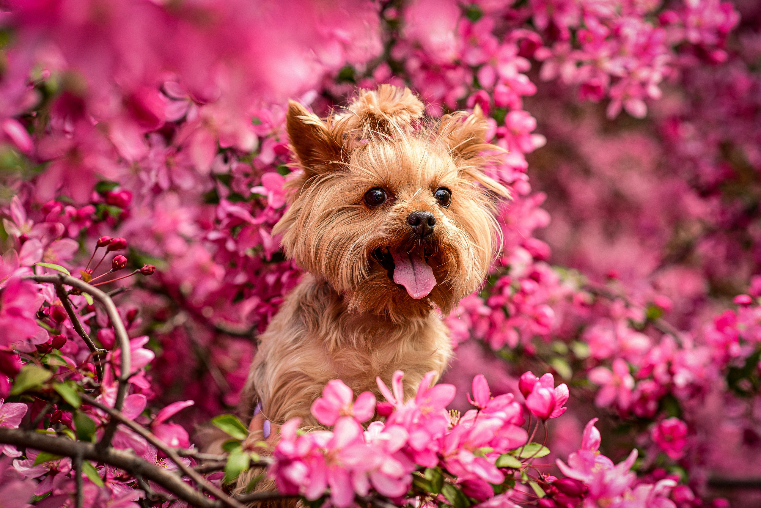 Животные. Семейный и свадебный фотограф в Донецке Донская Анастасия