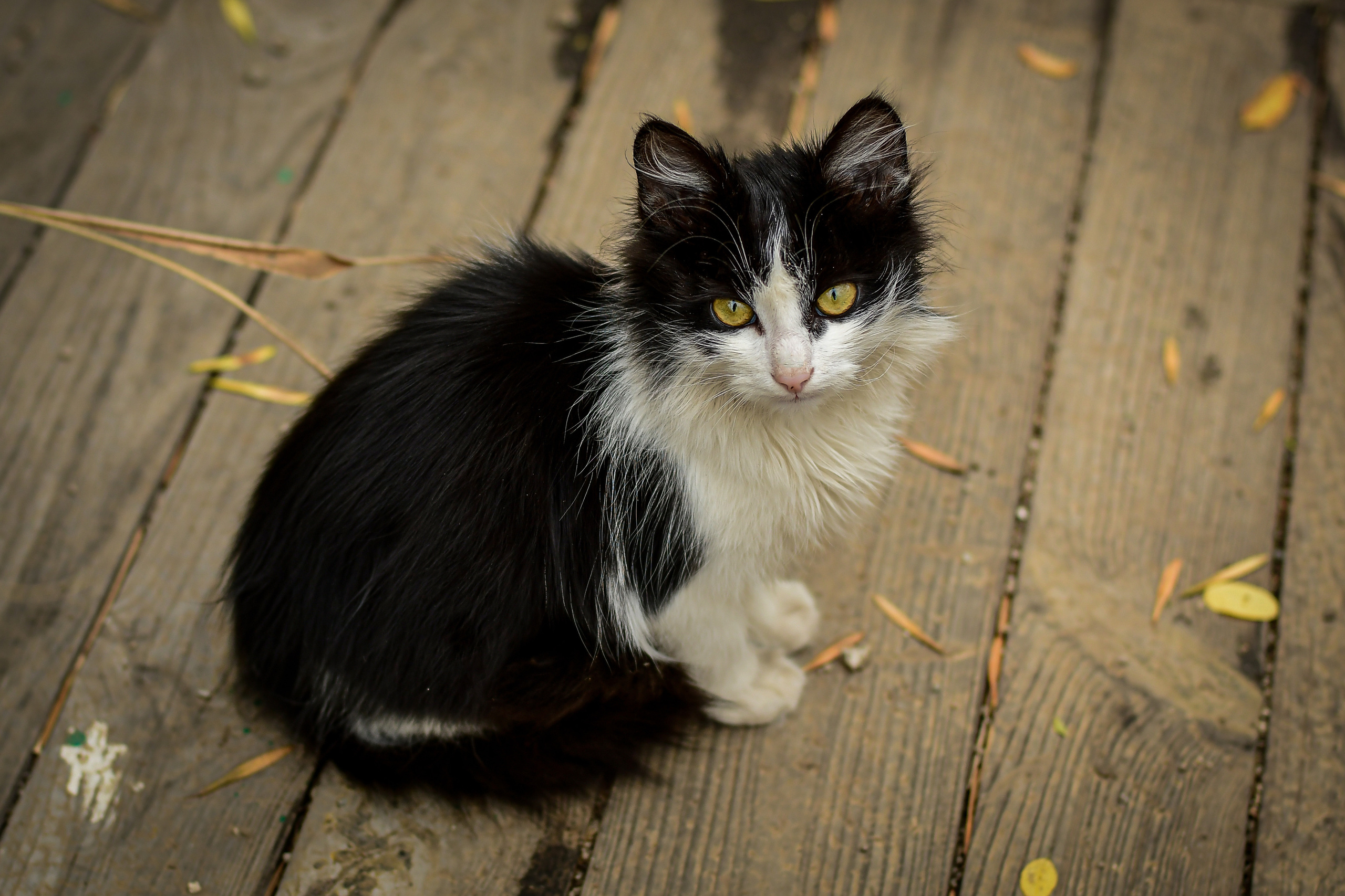 Животные. Семейный и свадебный фотограф в Донецке Донская Анастасия
