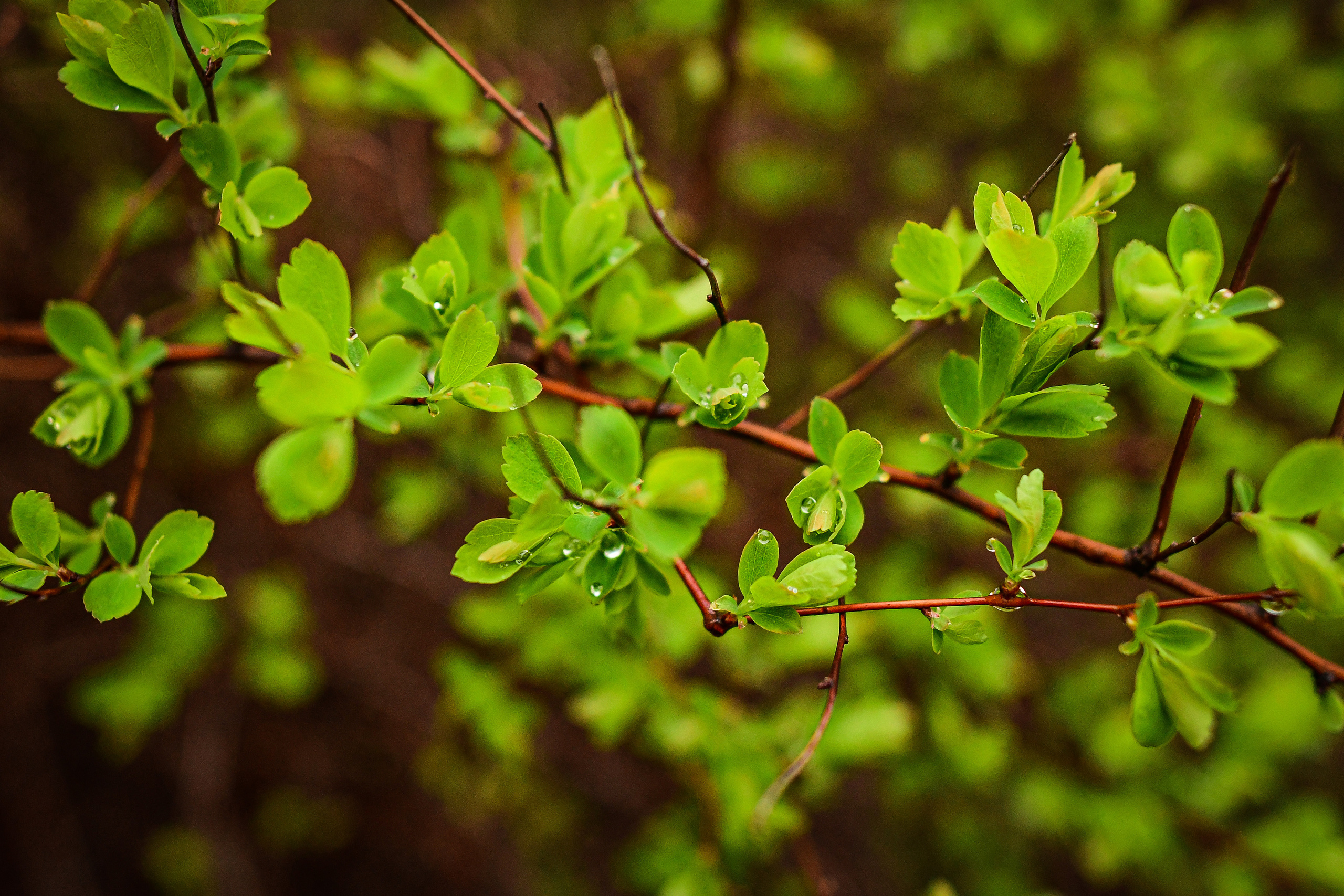 Природа. Семейный и свадебный фотограф в Донецке Донская Анастасия