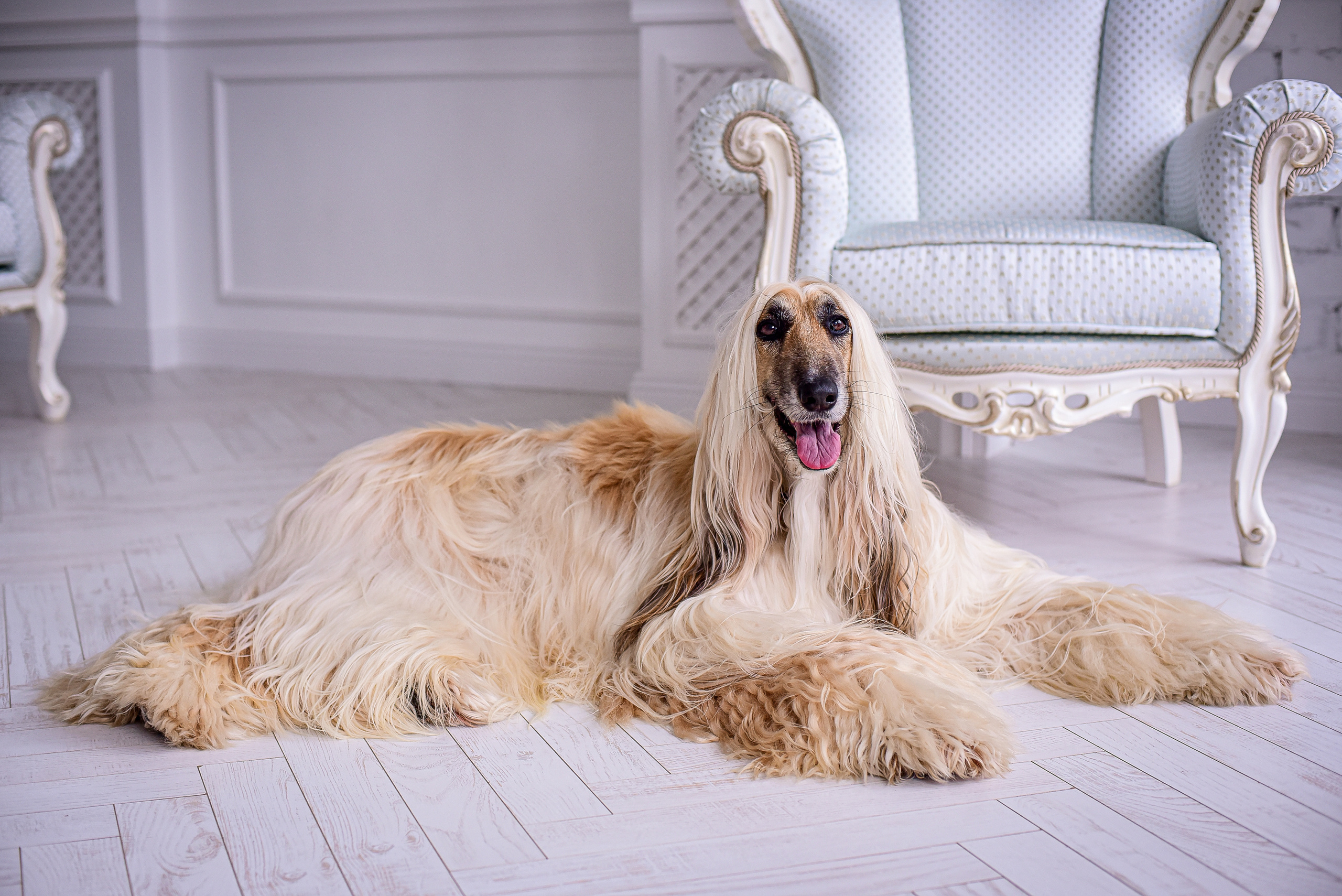 Животные. Семейный и свадебный фотограф в Донецке Донская Анастасия