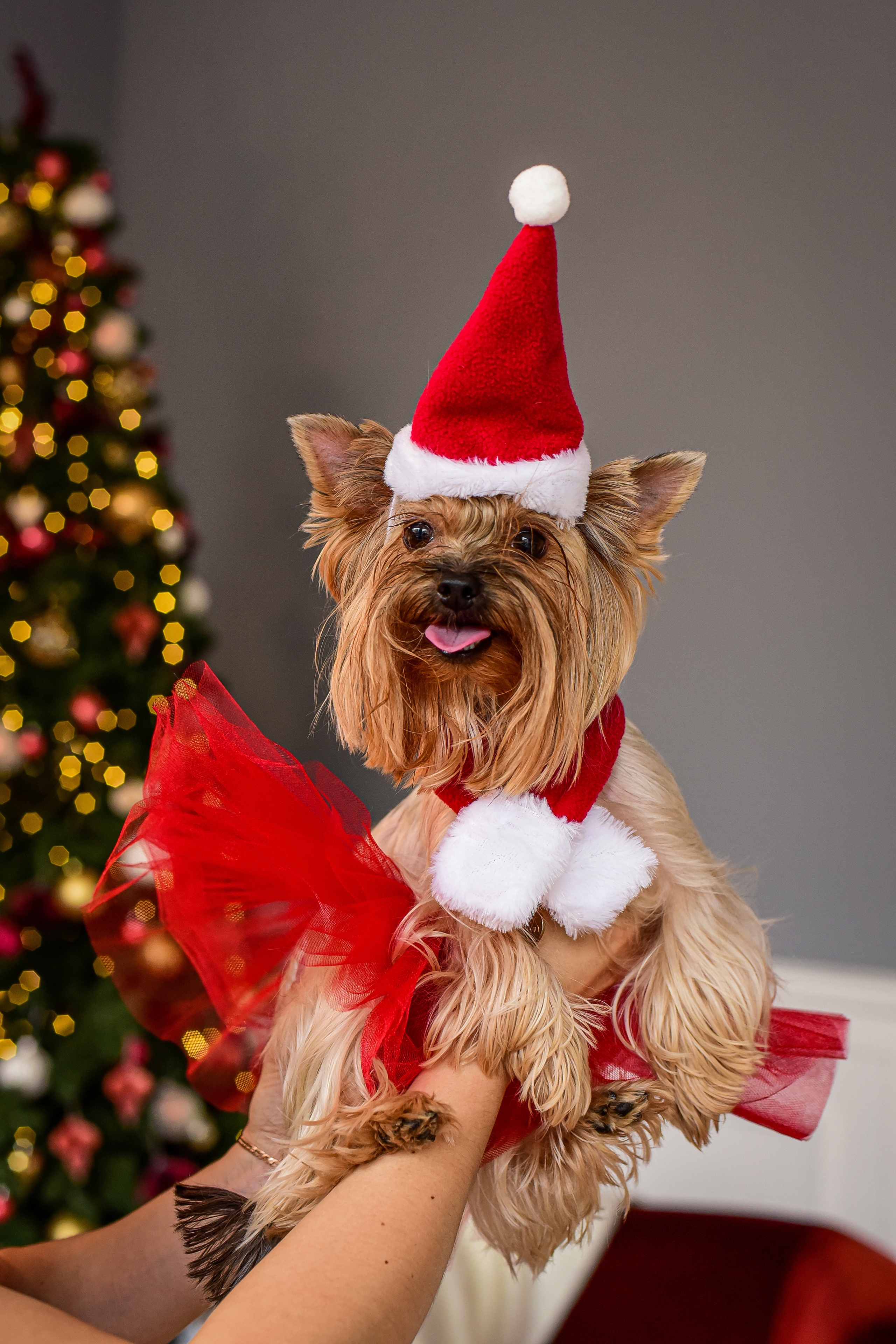 Животные. Семейный и свадебный фотограф в Донецке Донская Анастасия