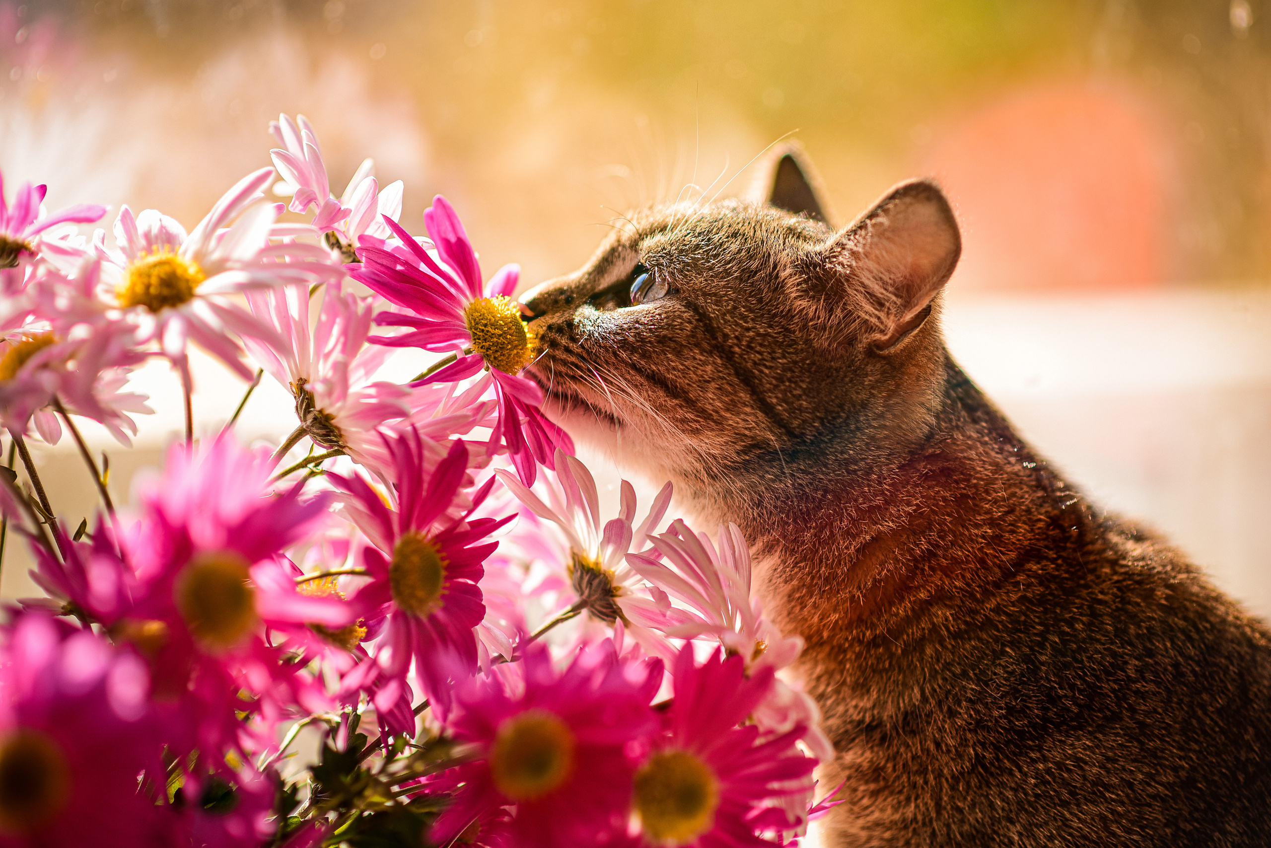 Животные. Семейный и свадебный фотограф в Донецке Донская Анастасия