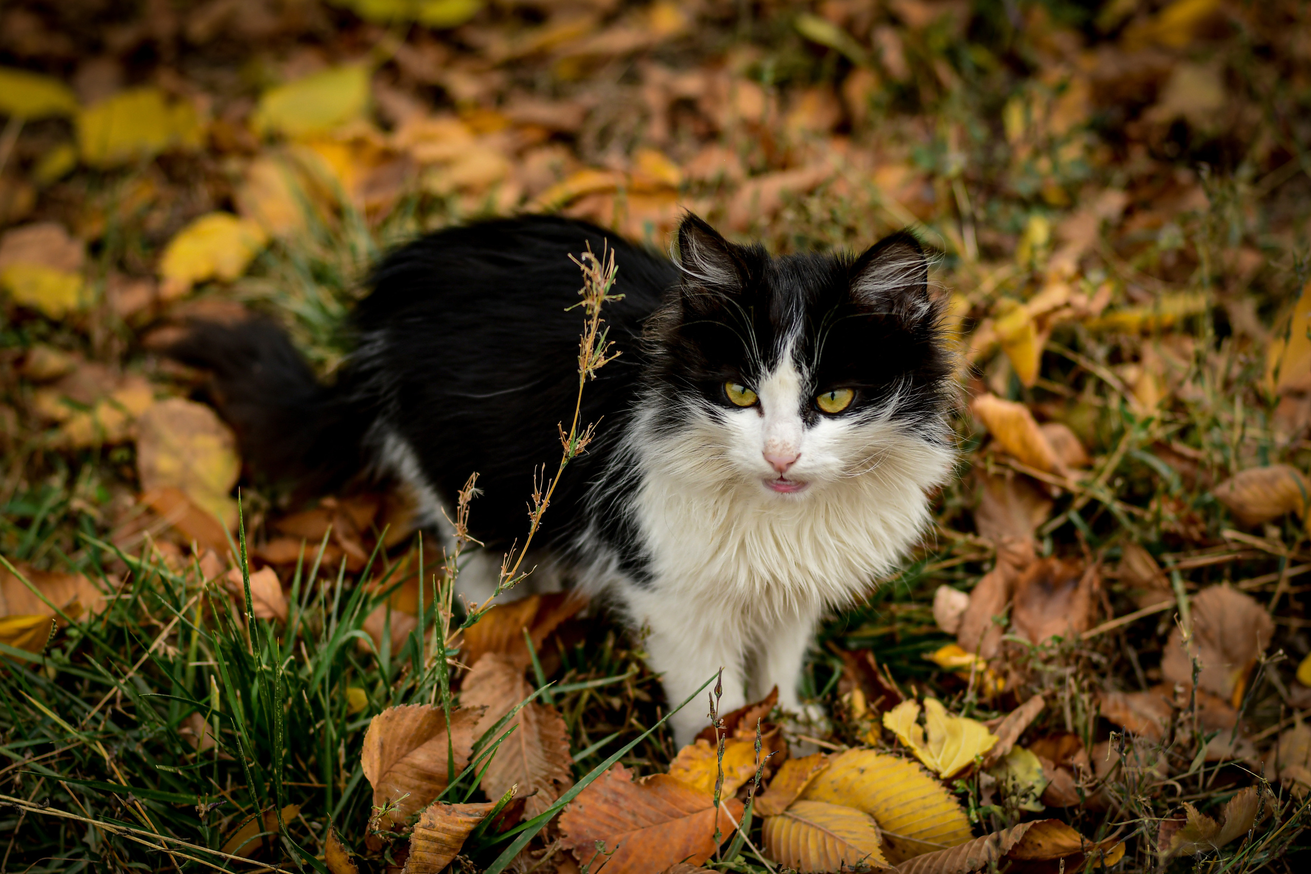 Животные. Семейный и свадебный фотограф в Донецке Донская Анастасия