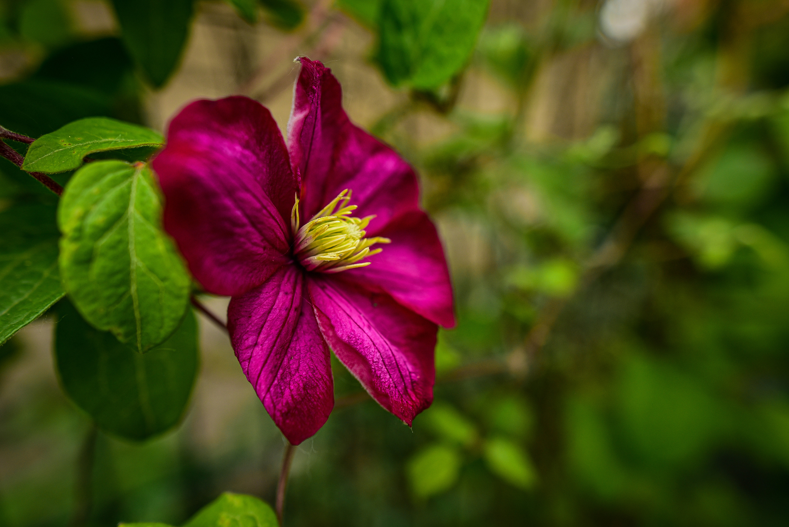 Природа. Семейный и свадебный фотограф в Донецке Донская Анастасия