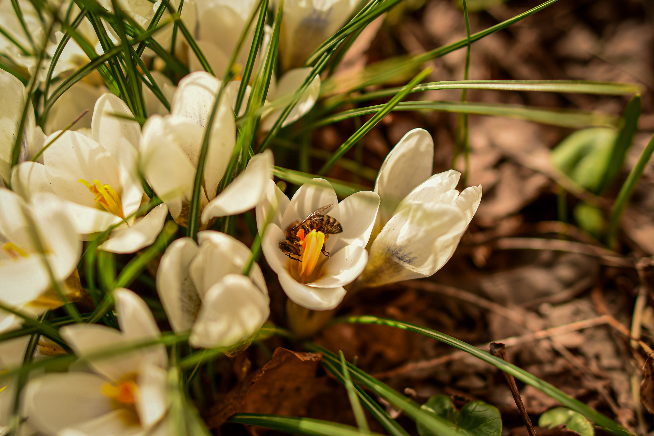 Природа. Семейный и свадебный фотограф в Донецке Донская Анастасия