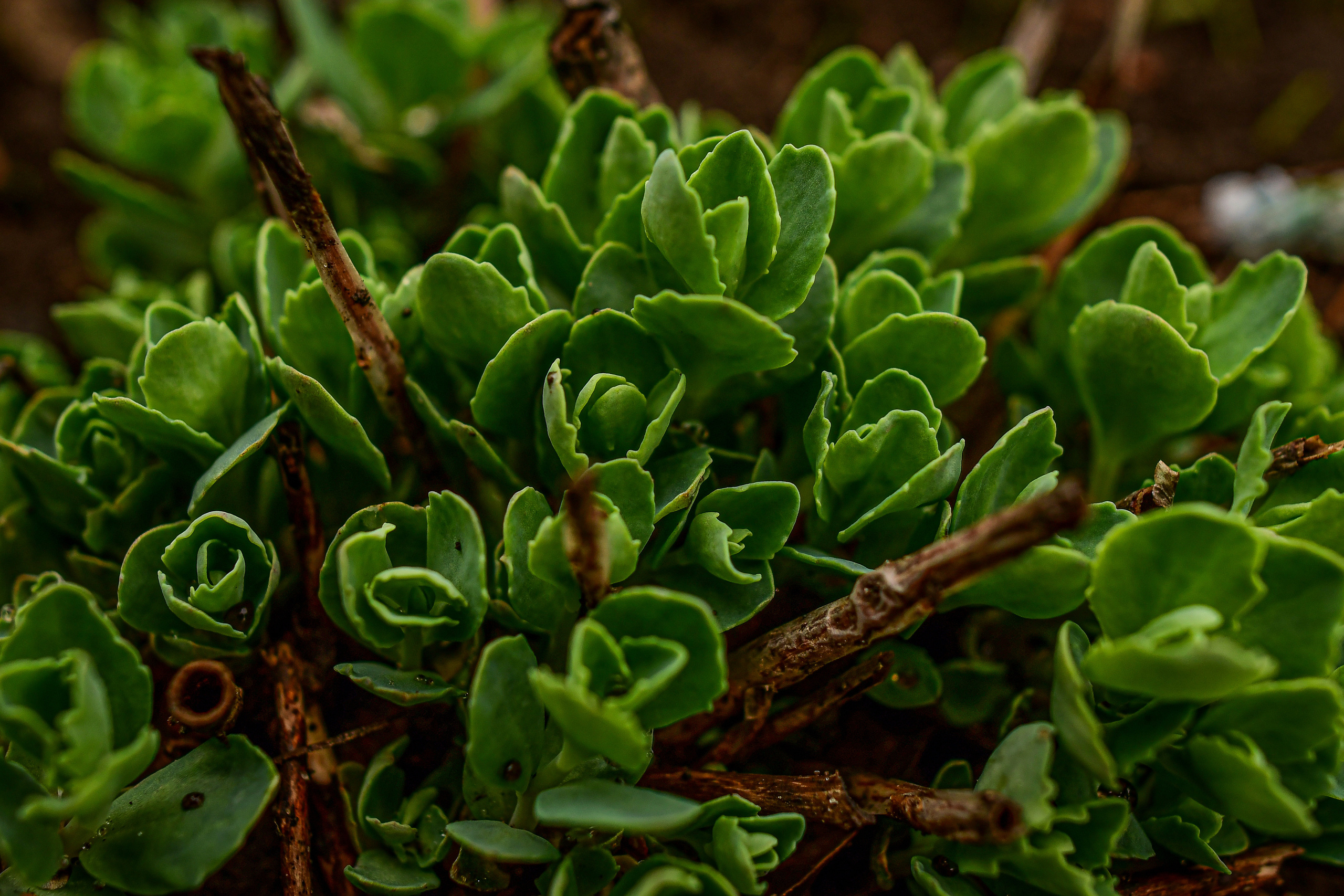 Природа. Семейный и свадебный фотограф в Донецке Донская Анастасия