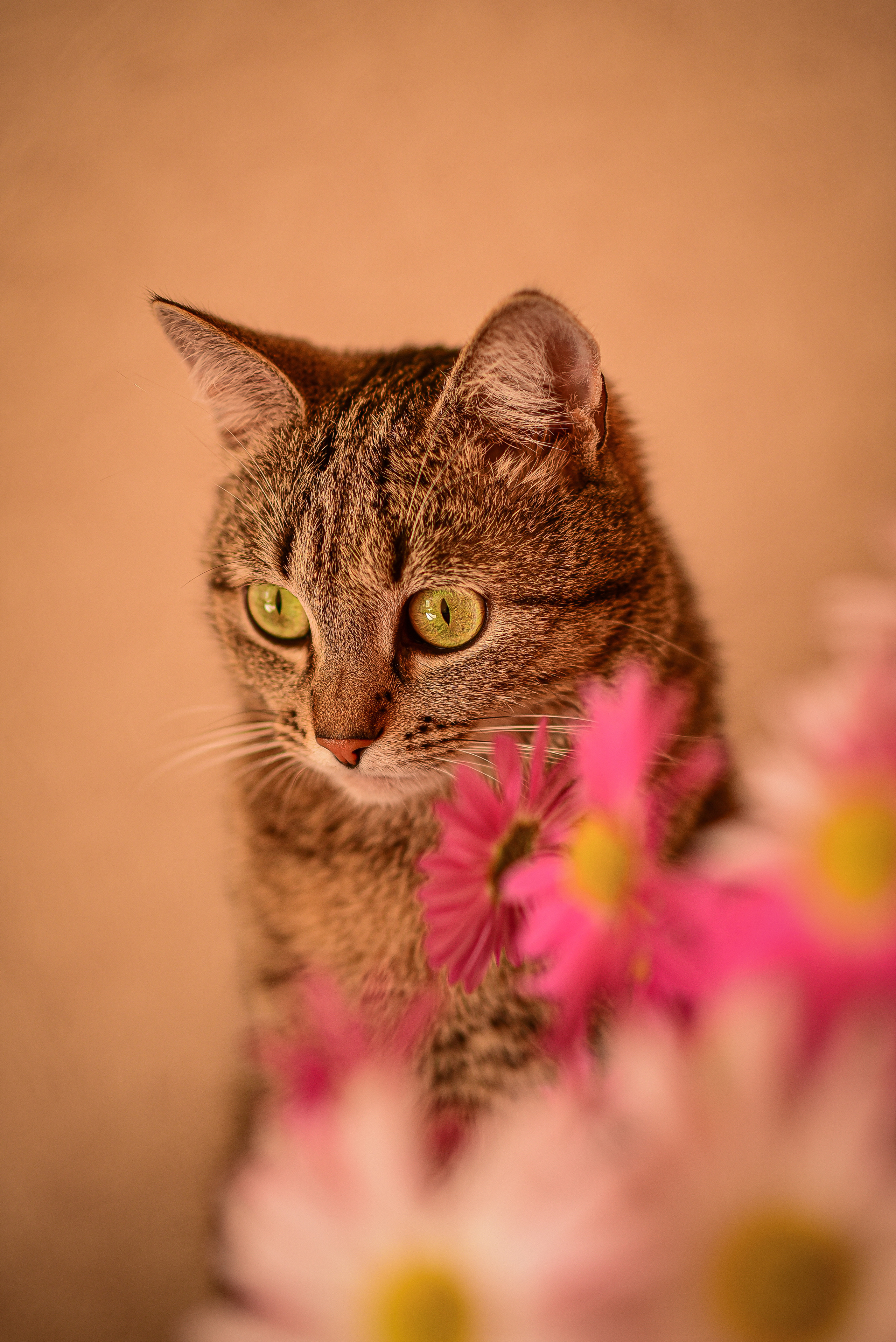 Животные. Семейный и свадебный фотограф в Донецке Донская Анастасия