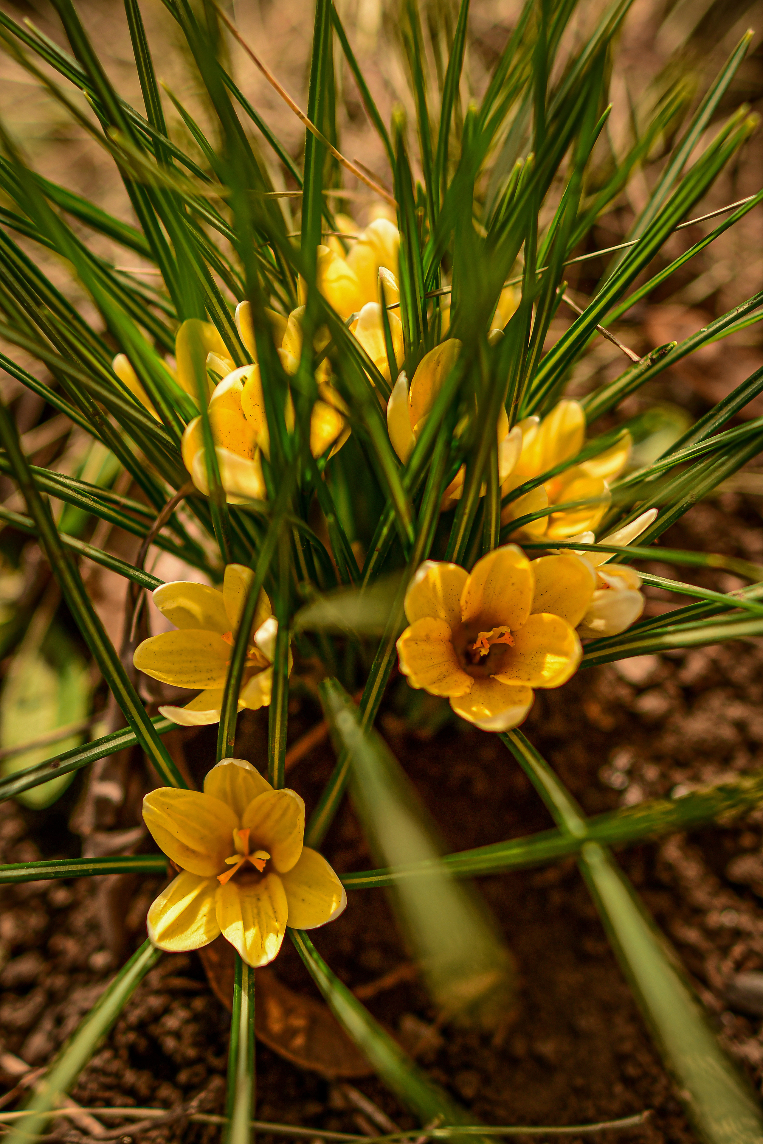 Природа. Семейный и свадебный фотограф в Донецке Донская Анастасия