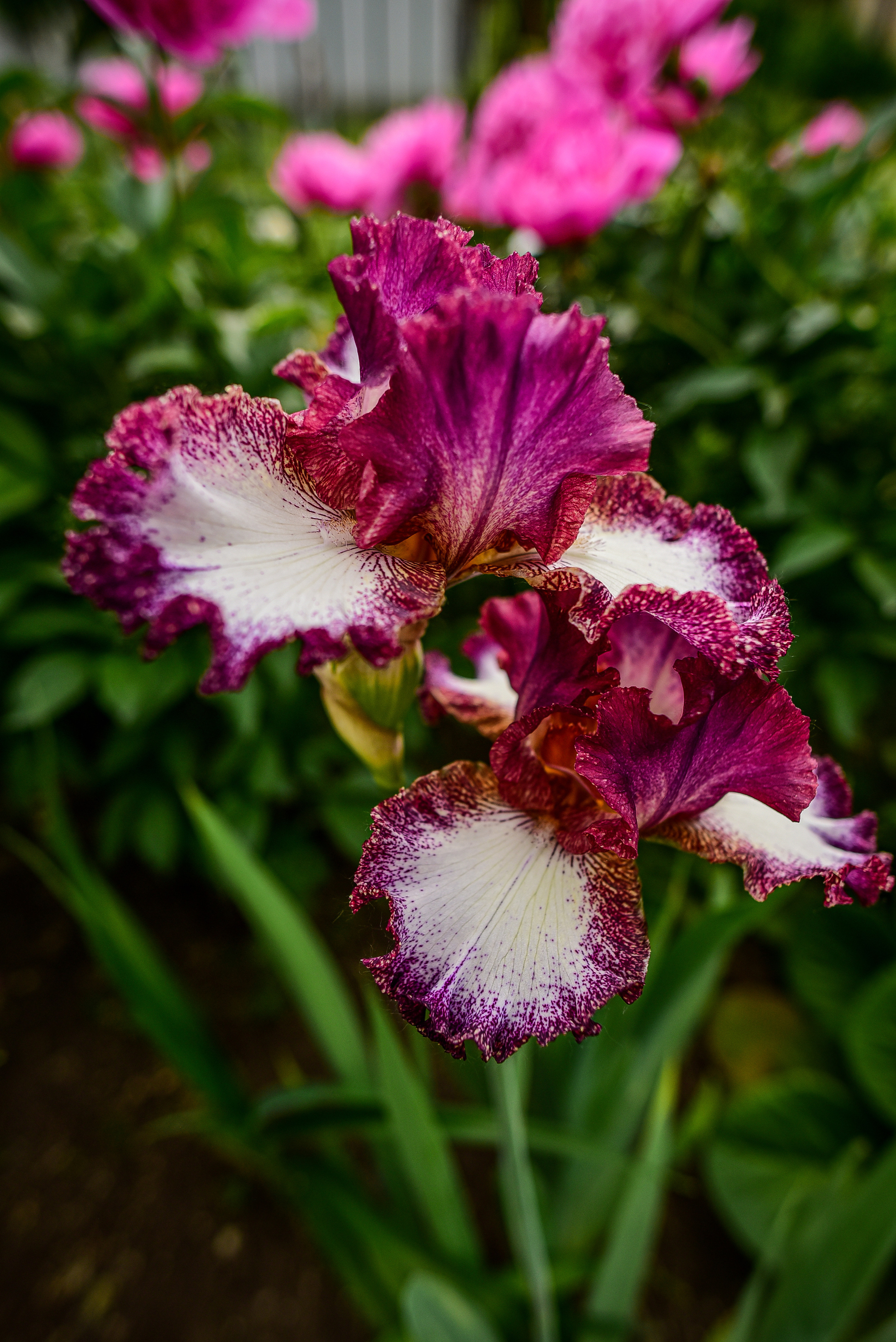 Природа. Семейный и свадебный фотограф в Донецке Донская Анастасия