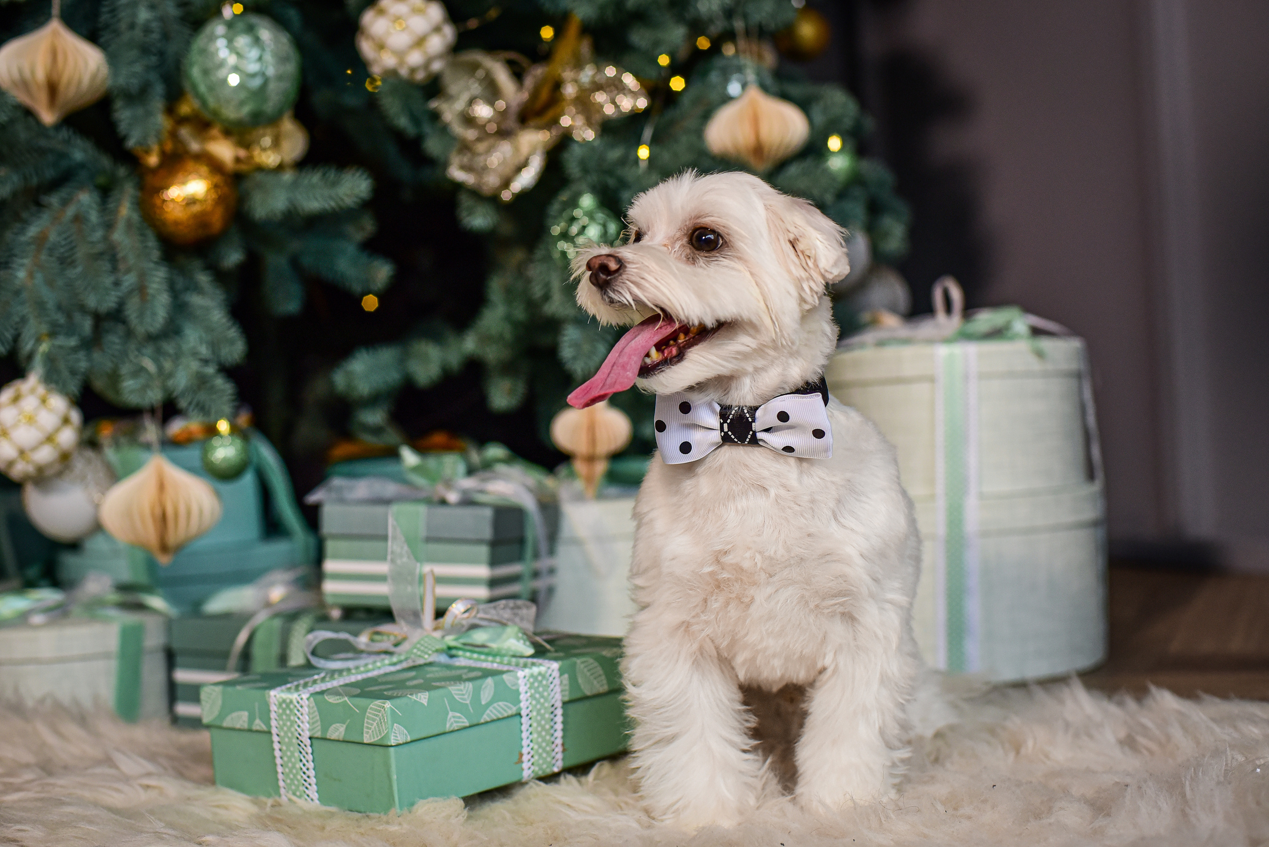 Животные. Семейный и свадебный фотограф в Донецке Донская Анастасия