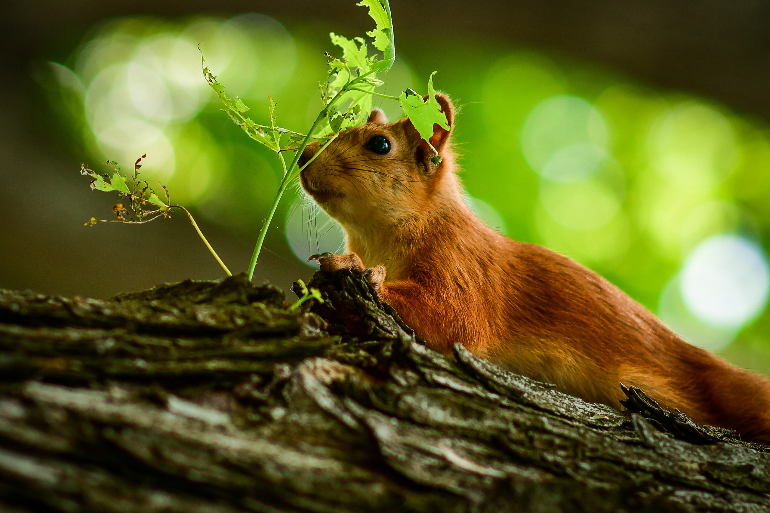 Животные. Семейный и свадебный фотограф в Донецке Донская Анастасия