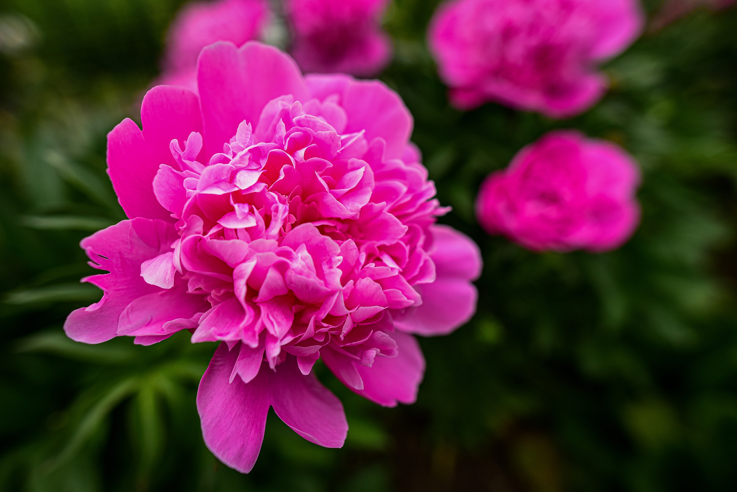 Природа. Семейный и свадебный фотограф в Донецке Донская Анастасия