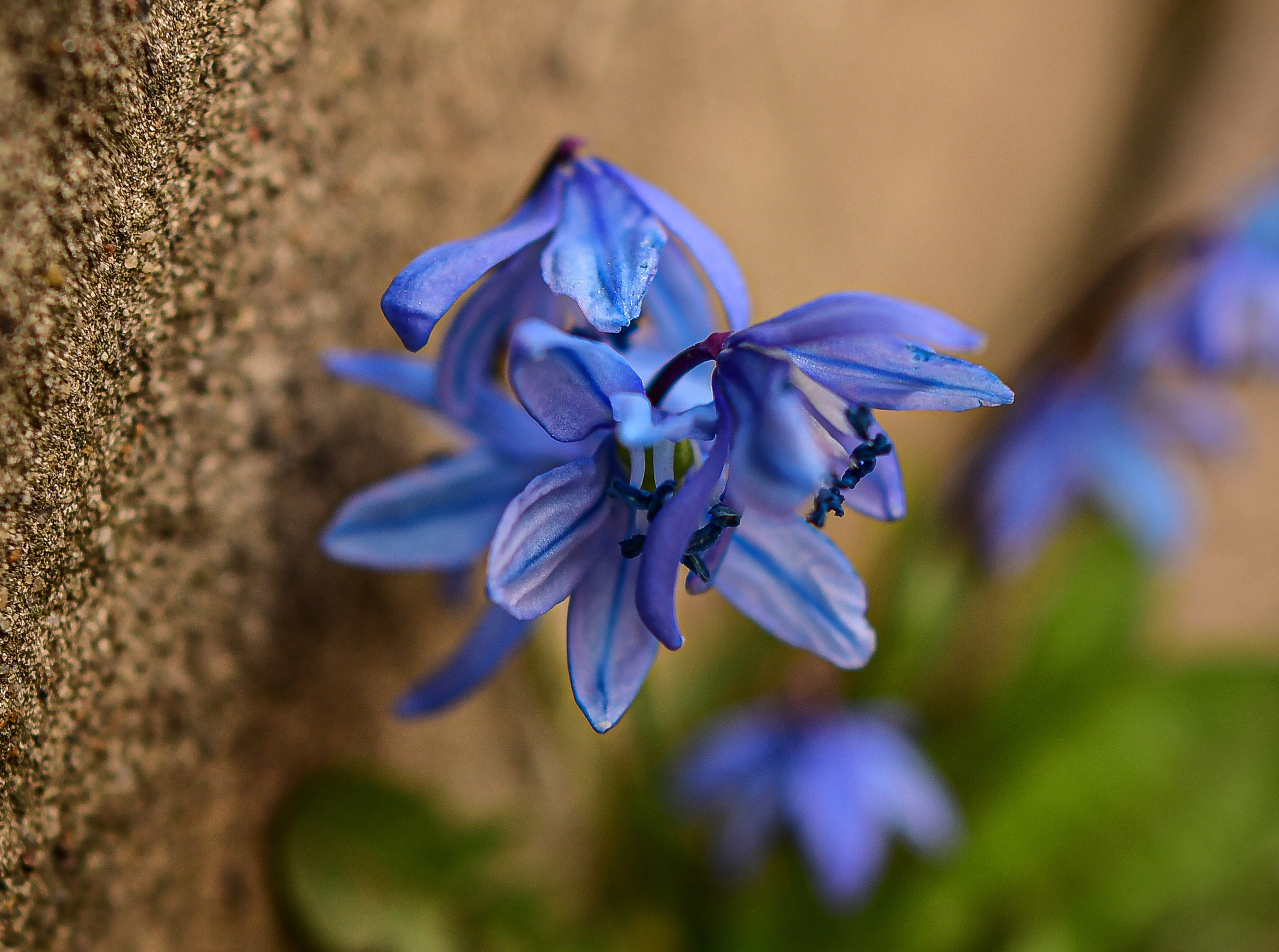 Природа. Семейный и свадебный фотограф в Донецке Донская Анастасия