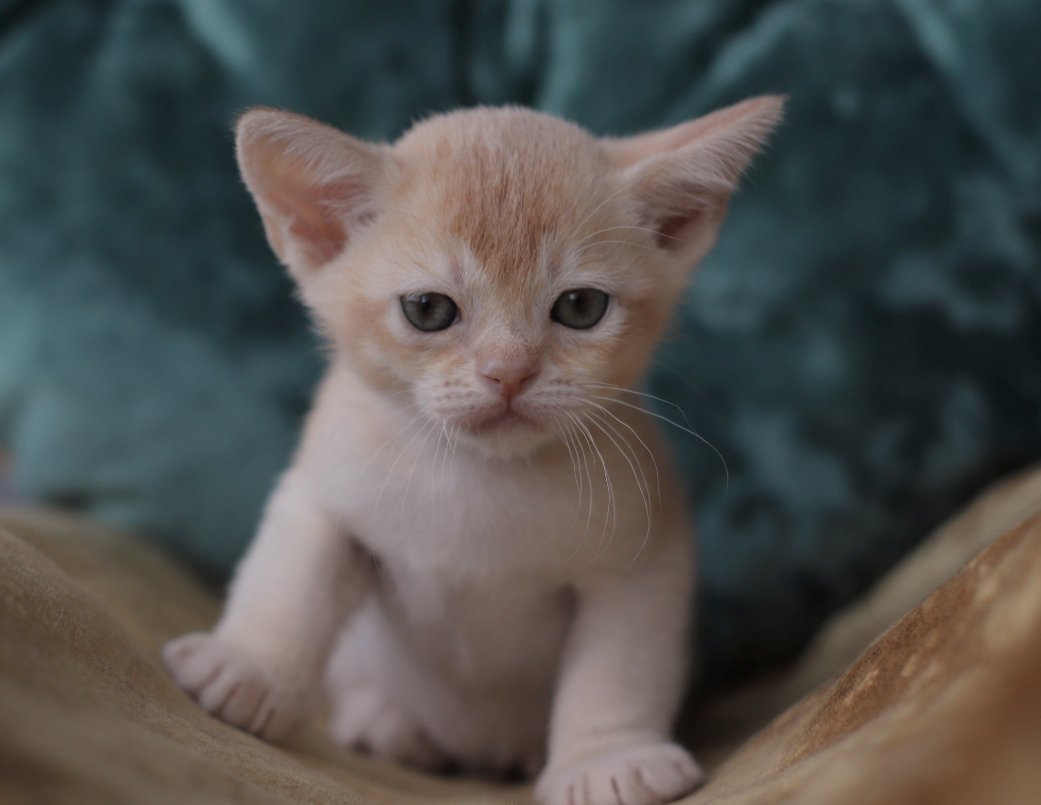 Danny BurLabella, кремовый мальчик